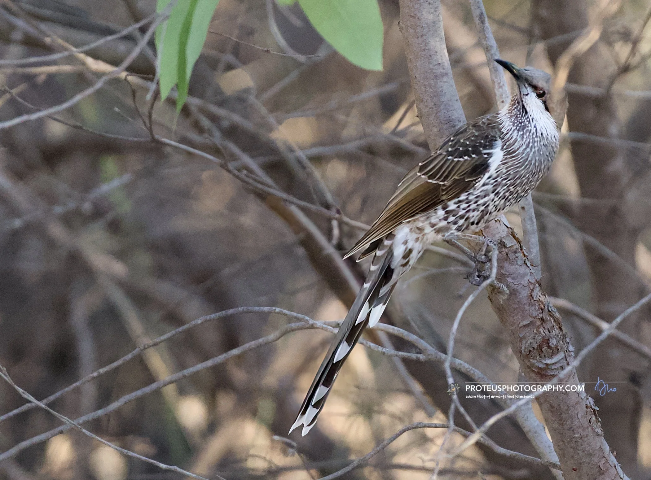 Red Wattlebird (Anthochaera carunculata) perched on a branch