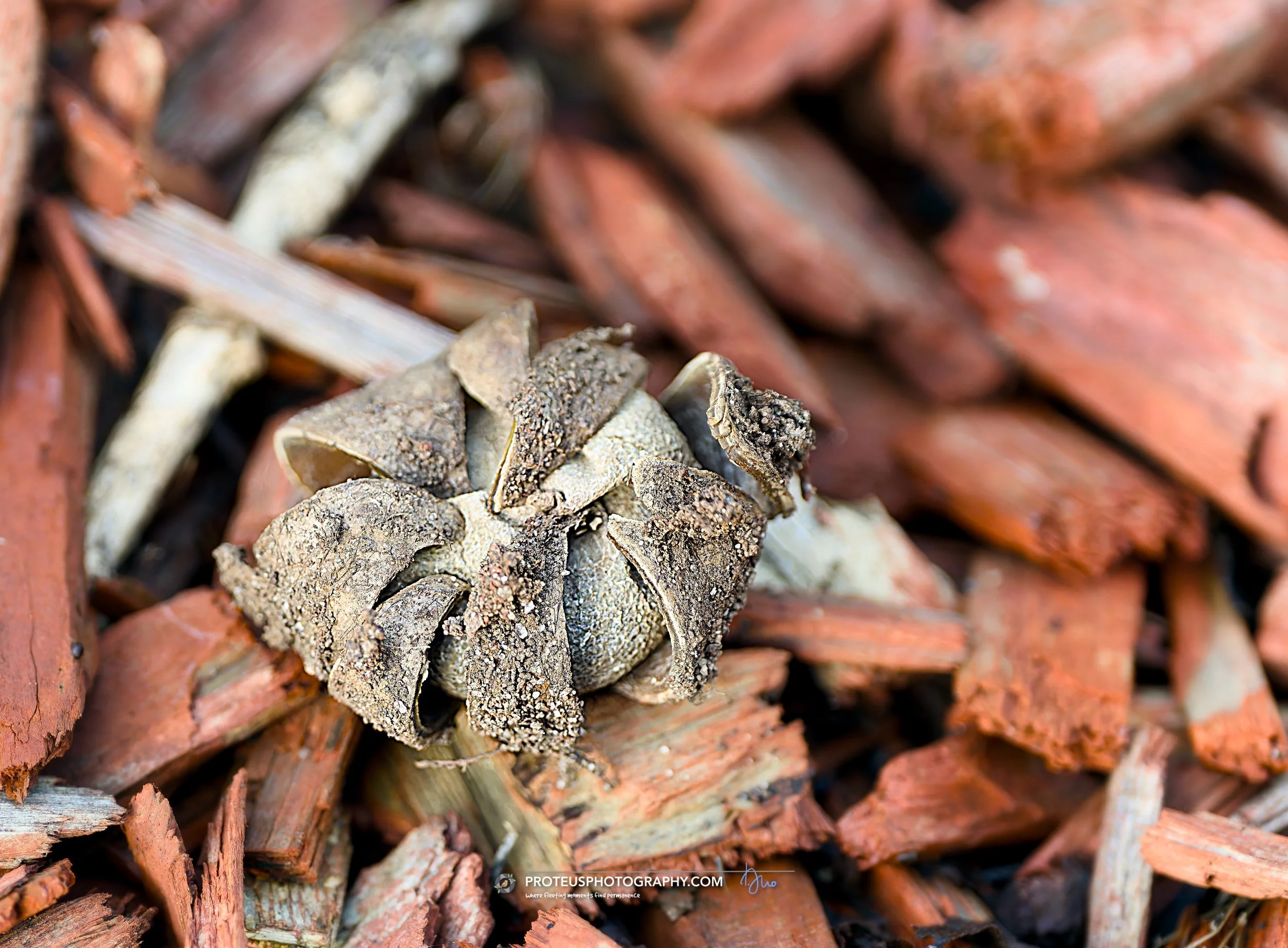 Close-up of stacked firewood with a small pile of pinecones in the foreground.