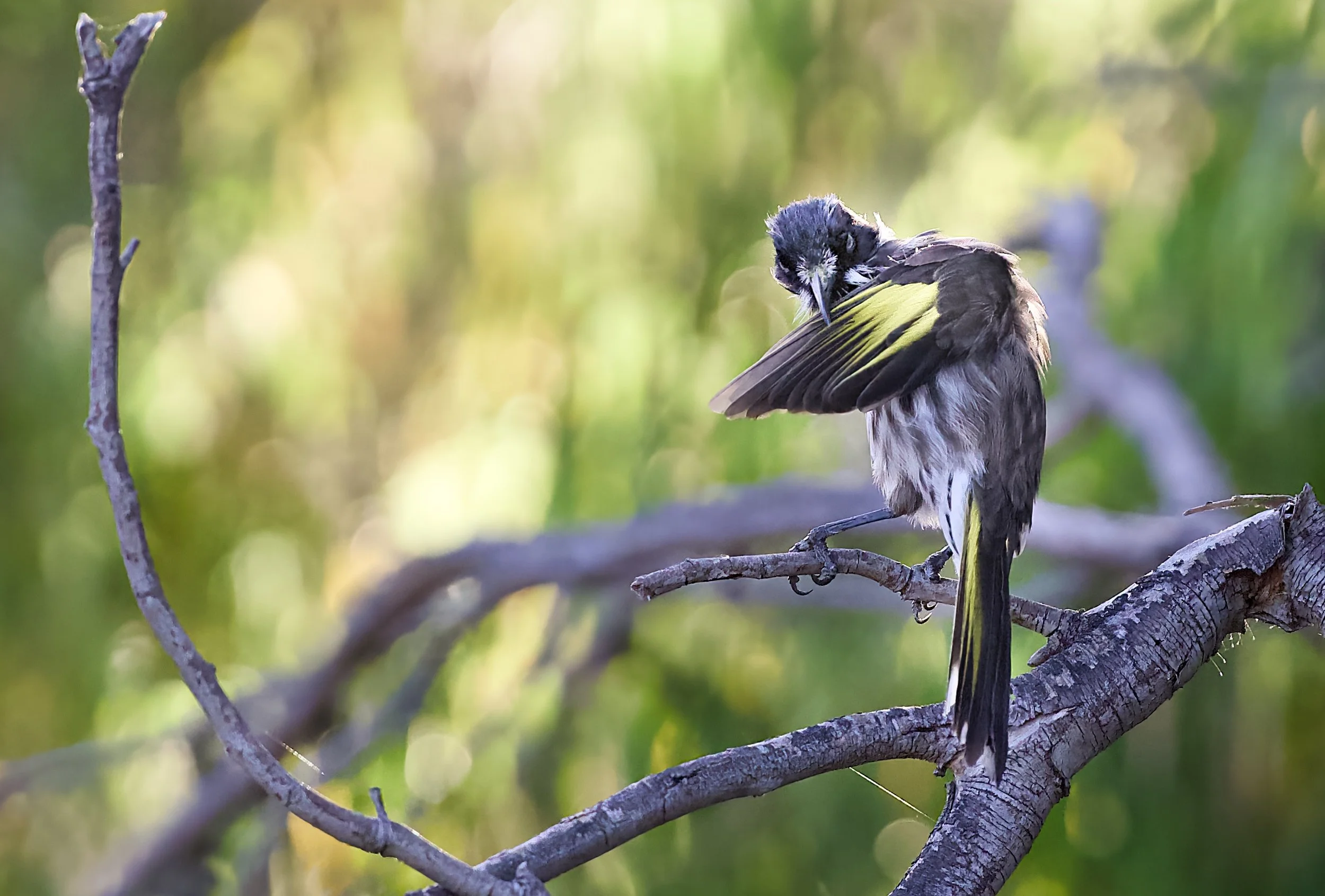 new holland honeyeater (ohylidonyris novaehollandiae)