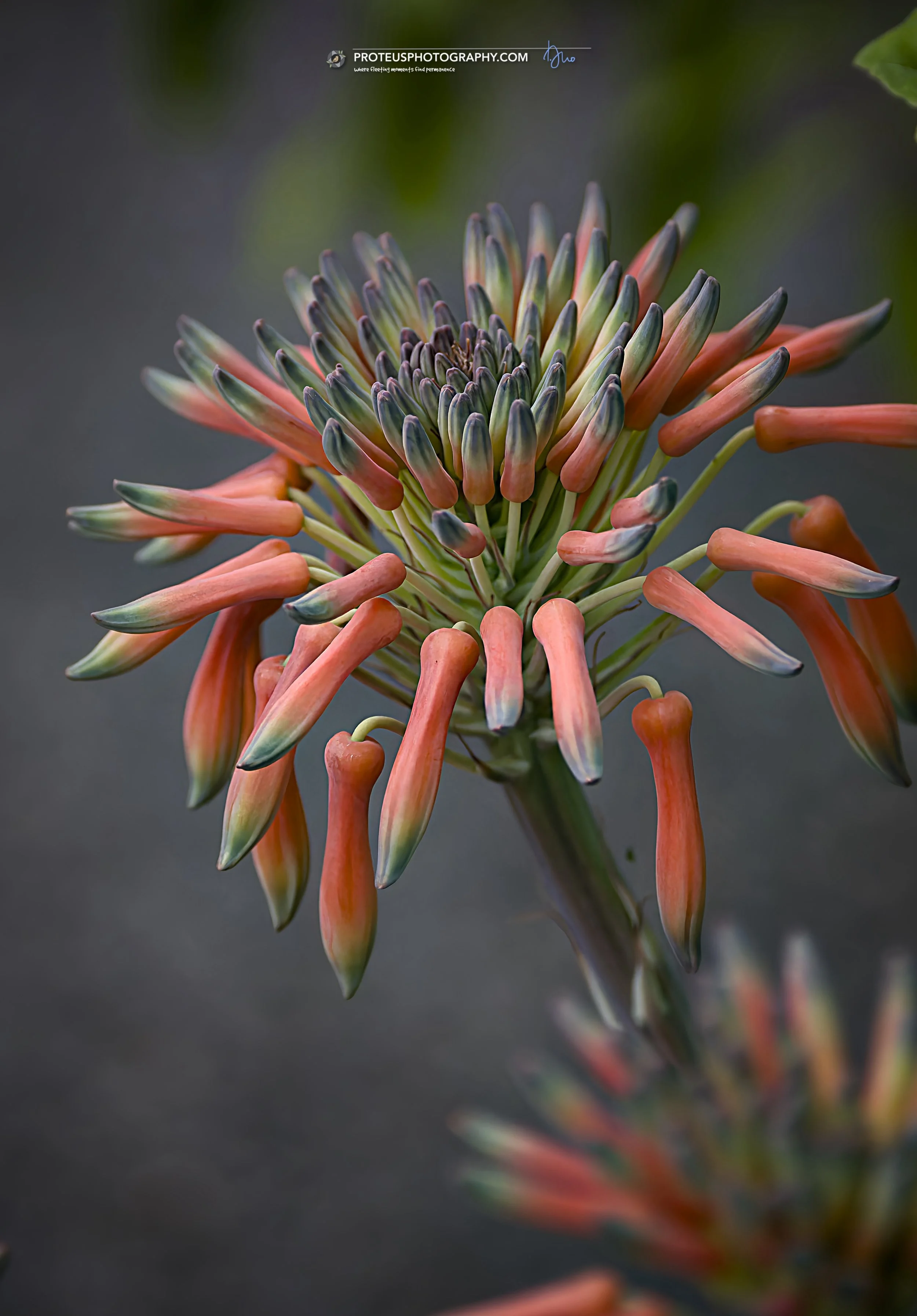 Soap Aloe (Aloe maculata, previously known as Aloe saponaria) with its interesting umbrella-like flowering head