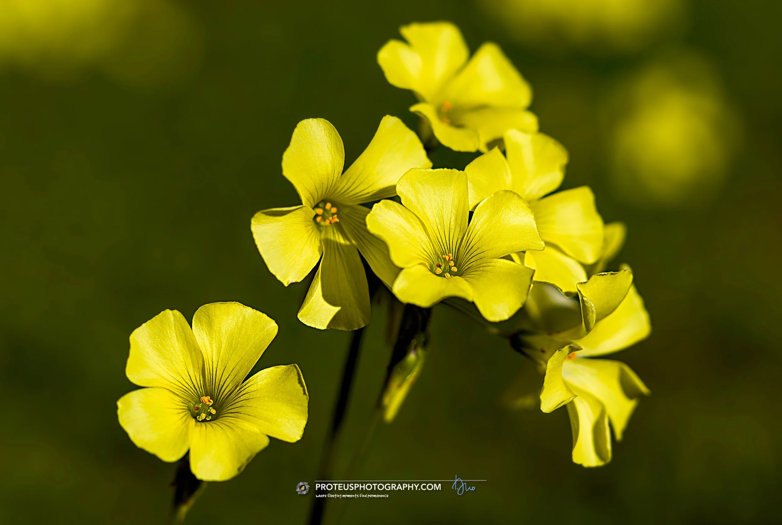 Buttercup (Oxalis pes-caprae)
