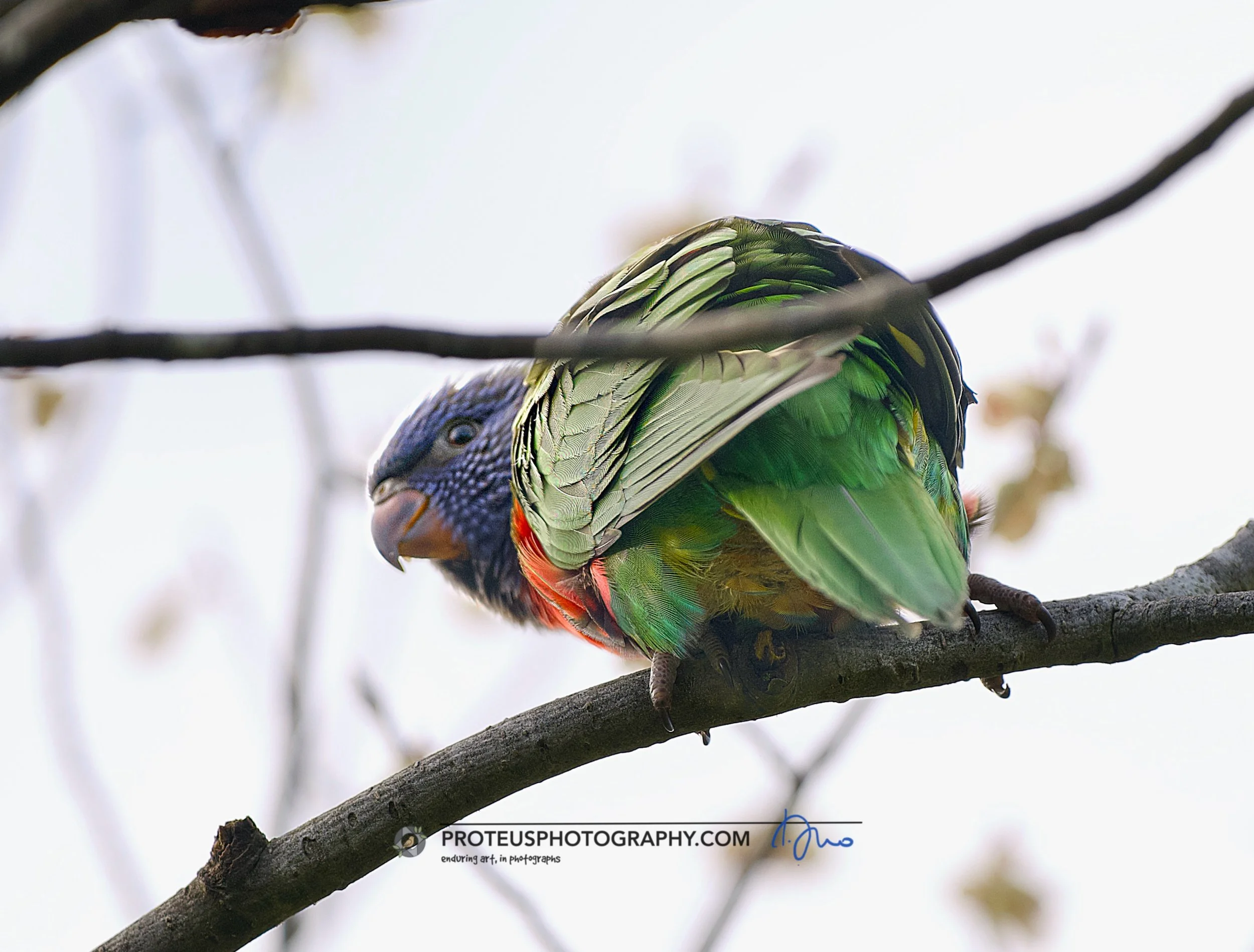 A colorful parrot perched on a tree branch, showing its vibrant feathers and partial view of its head.