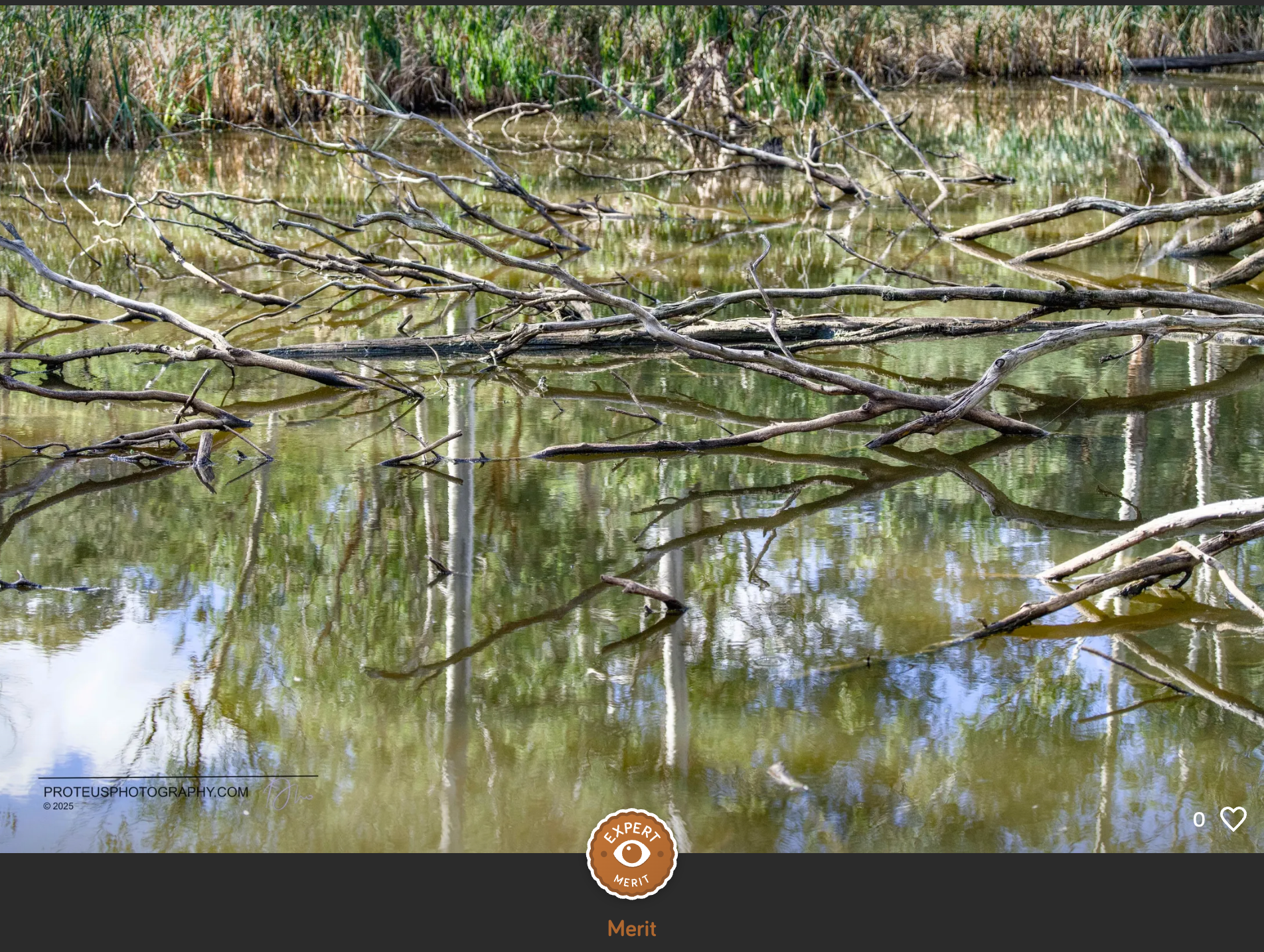 A swampy area with fallen tree branches partially submerged in water, surrounded by tall grass and reflected in the still water surface.