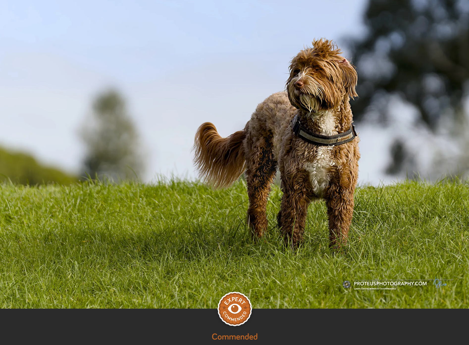 dog in park