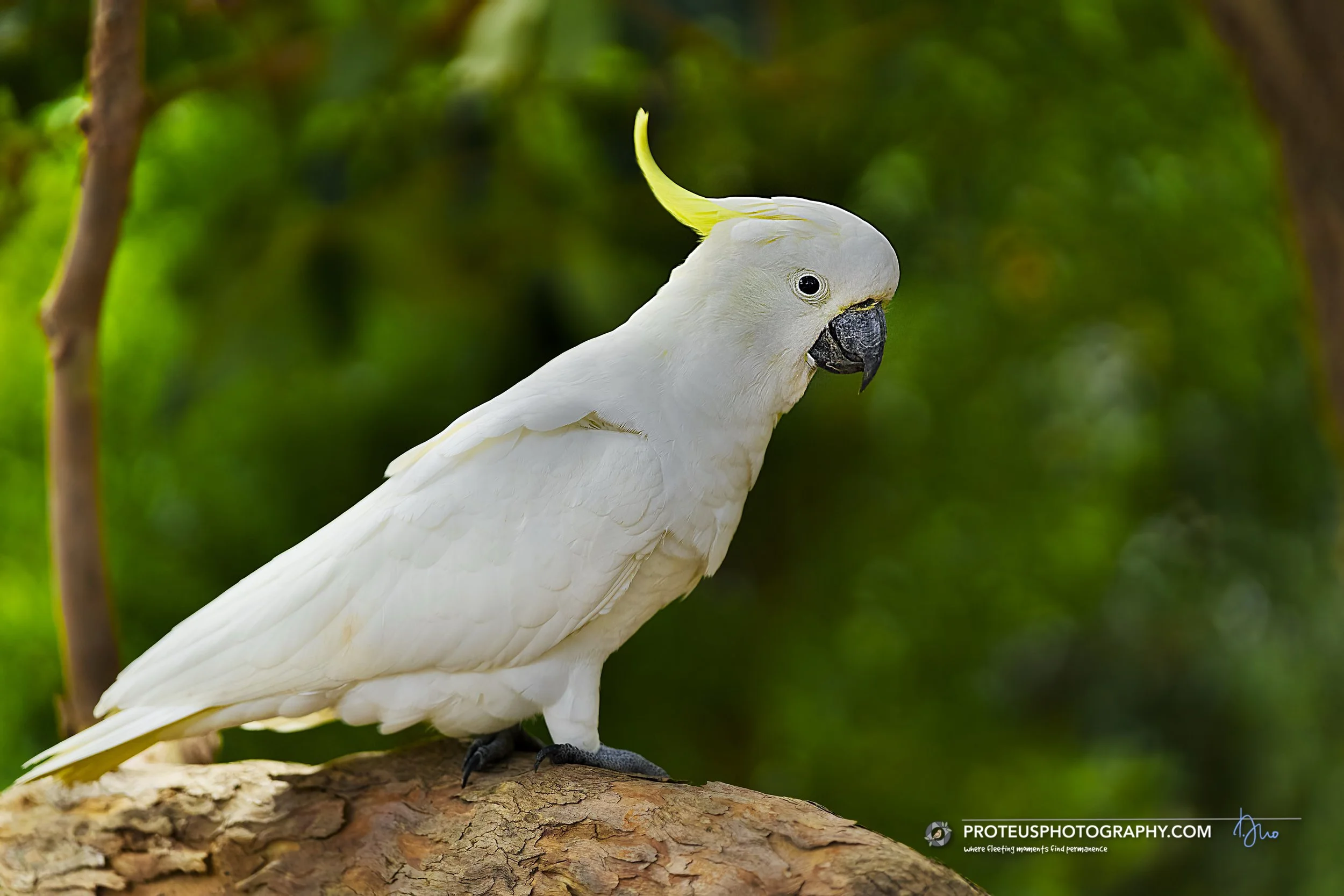 sitting pretty is a sulphur-crested cockatoo (cacatua galerita)