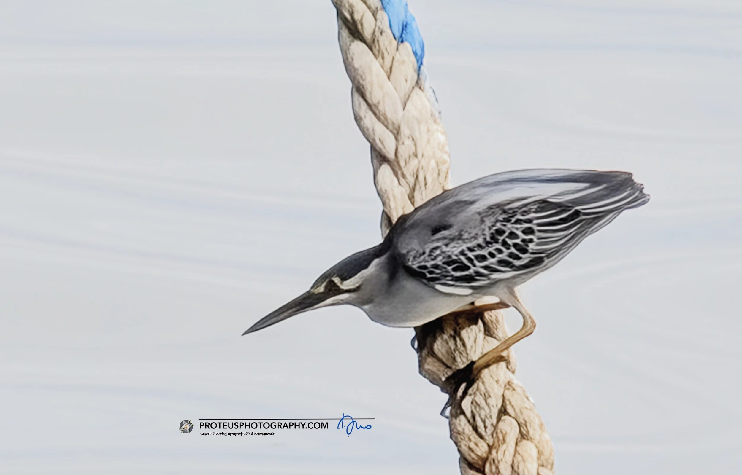 Heron on boat's anchor rope