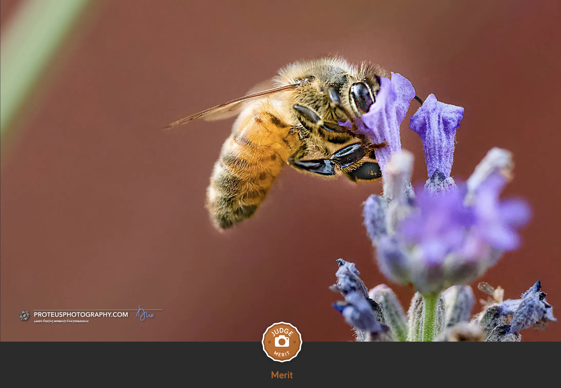 bee on flower