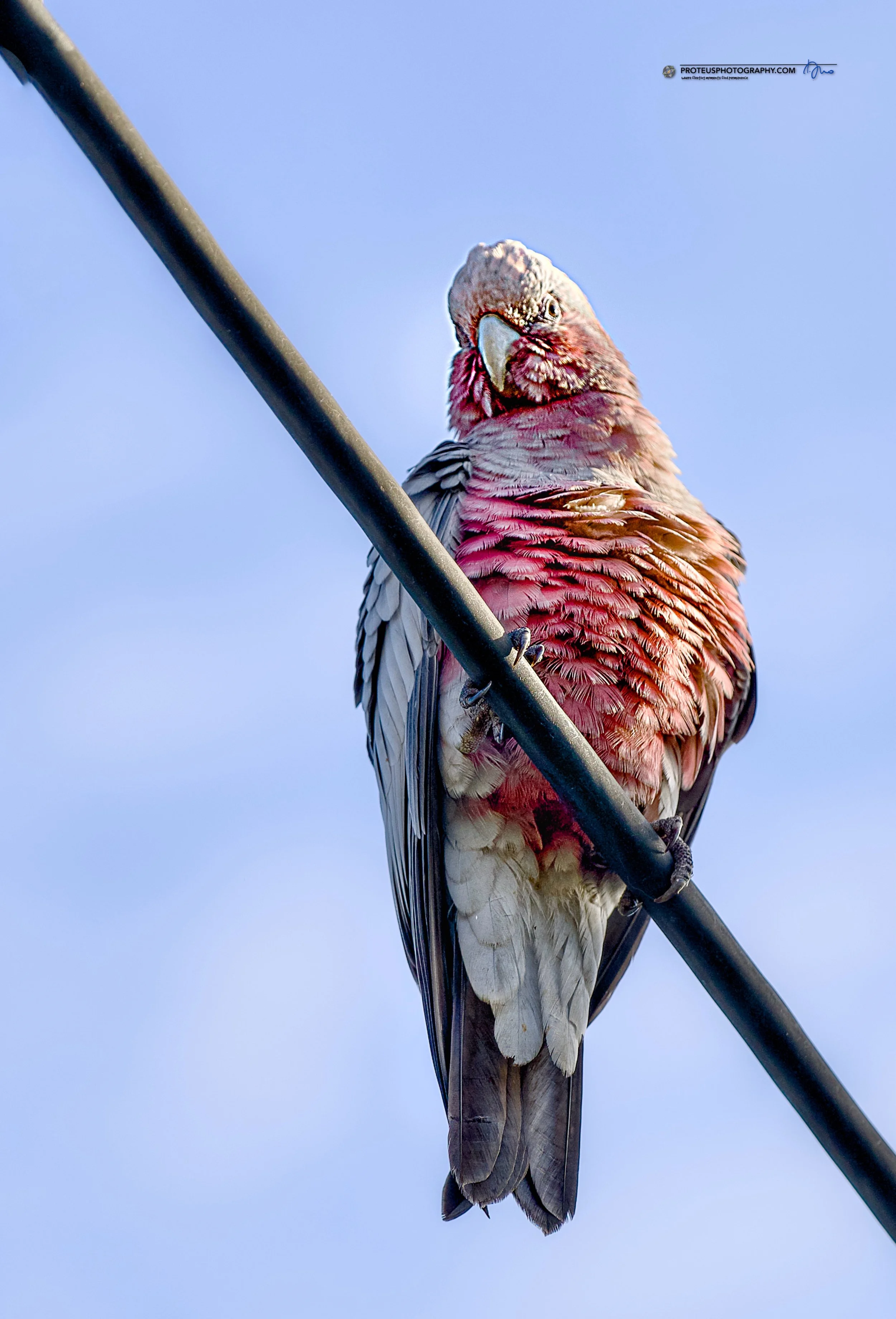 rose breasted cockatoo or galah 