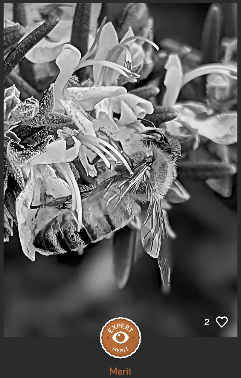 Close-up of flowers and a butterfly on a plant, in black and white.