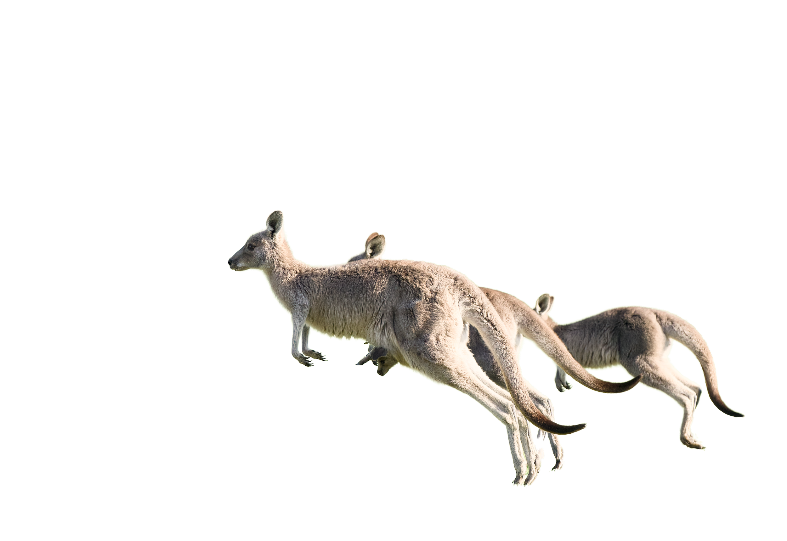 Three kangaroos hopping in a line, overlapping each other, against a black background.