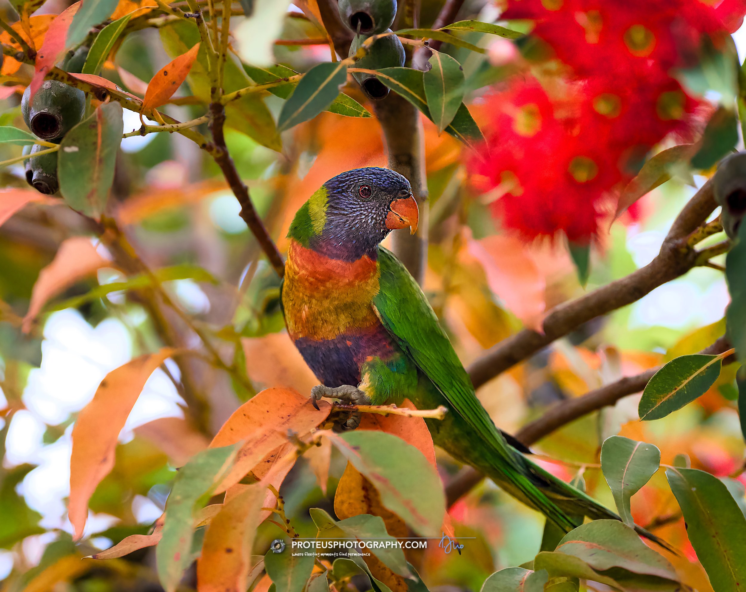 rainbow lorikeet (trichoglossus moluccanus)
