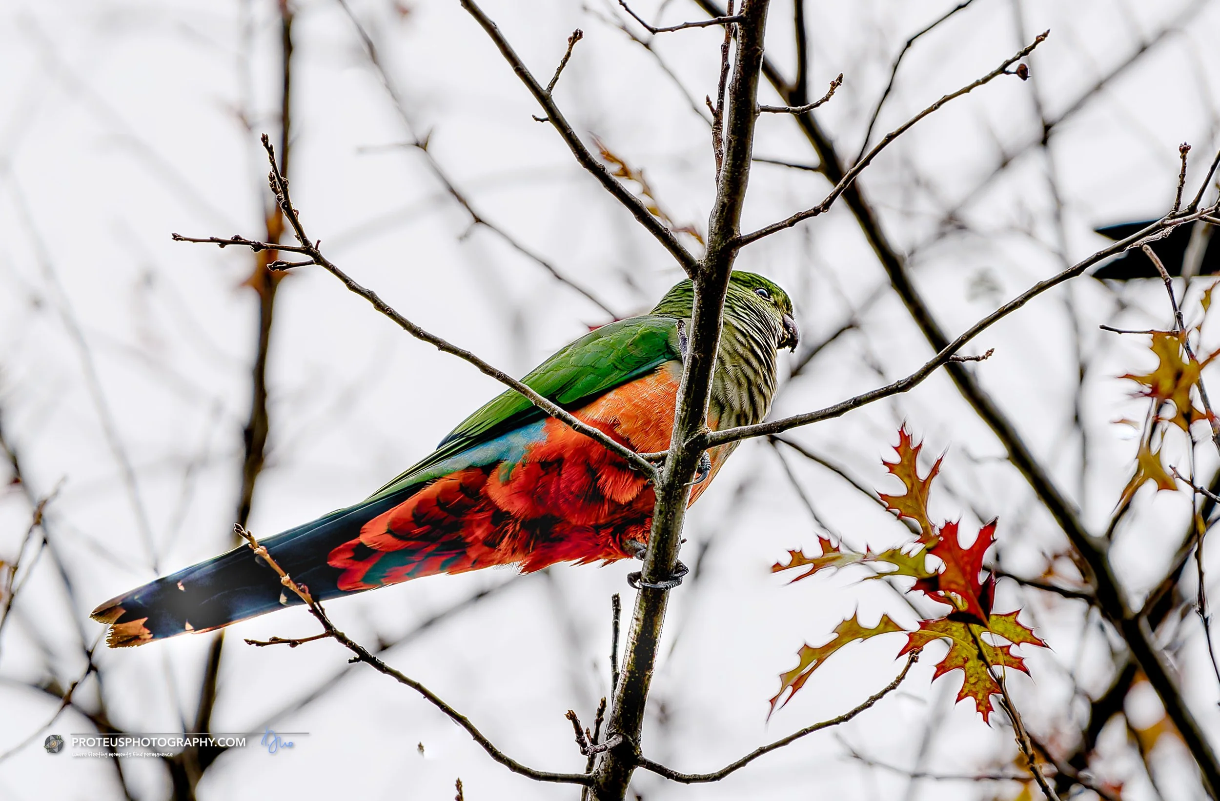 Australian king parrot (Alisterus scapularis) 