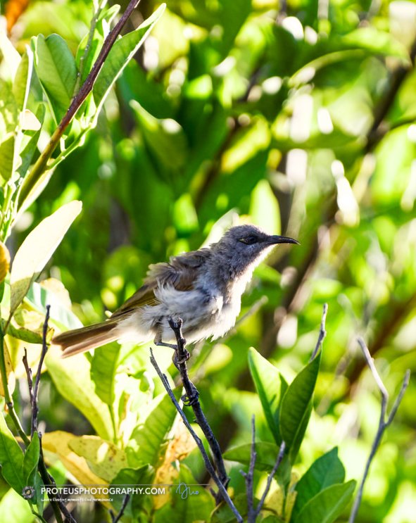 A small bird perched on a branch amid green leaves and sunlight.