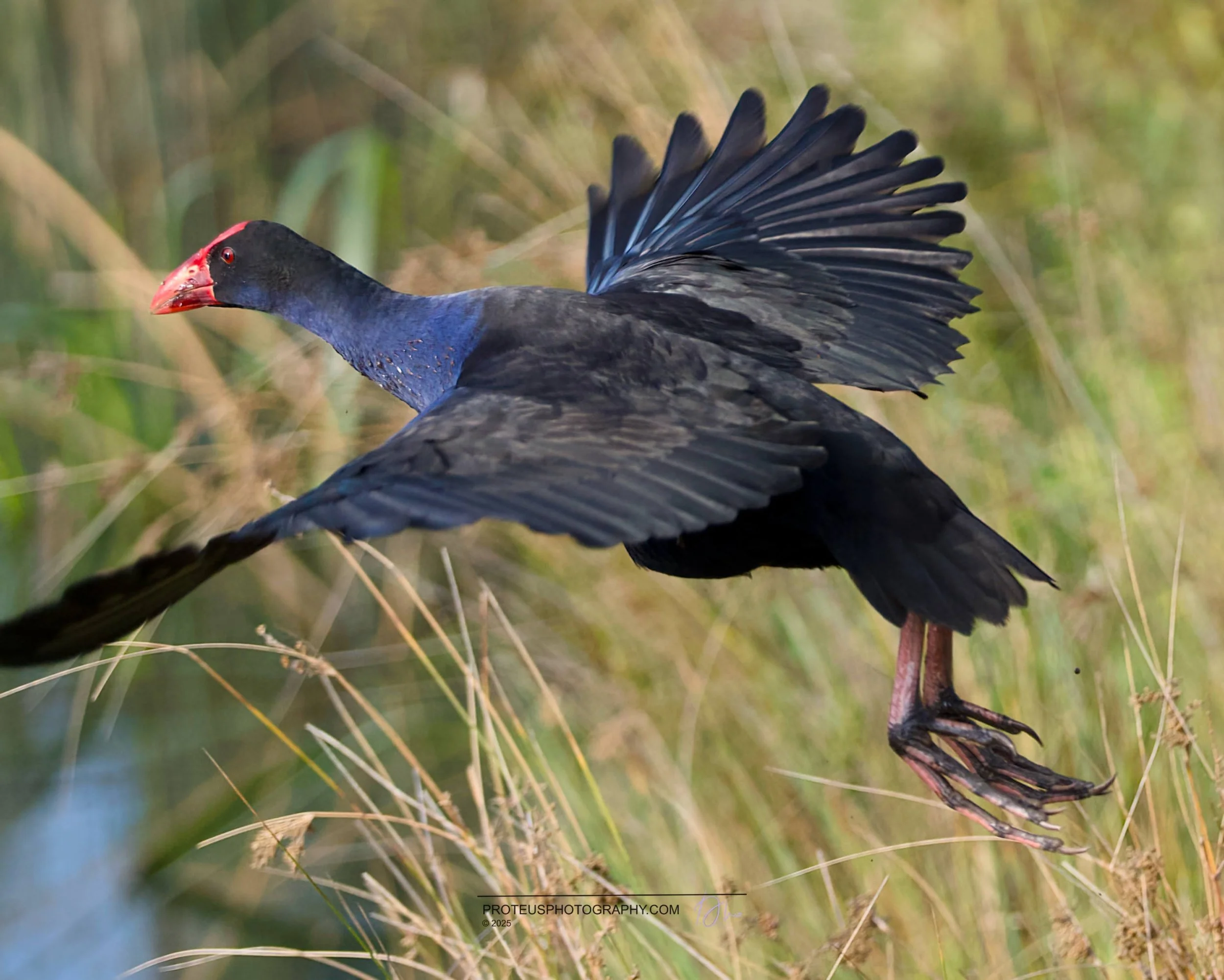 swamphen (porphyrio melanotus), or pūkeko in NZ