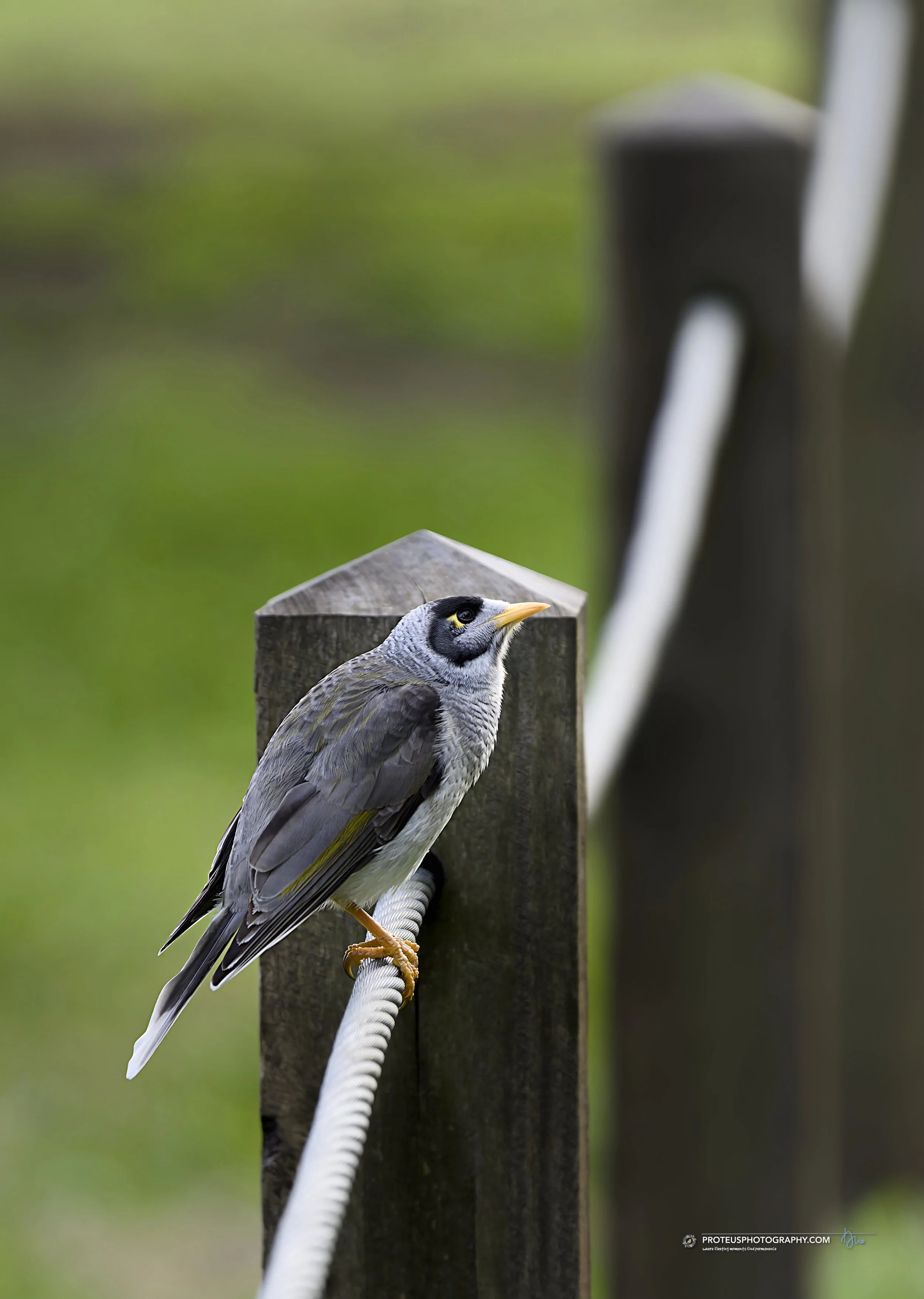 noisy miner