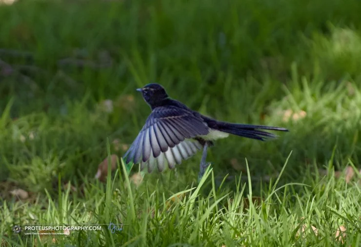 in flight - Willie wagtail (Rhipidura leucophrys). 