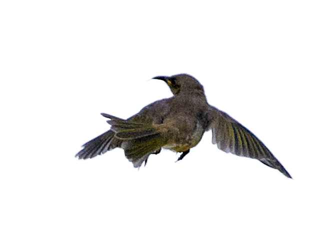 A hummingbird in mid-flight with wings spread, shown against a transparent background.