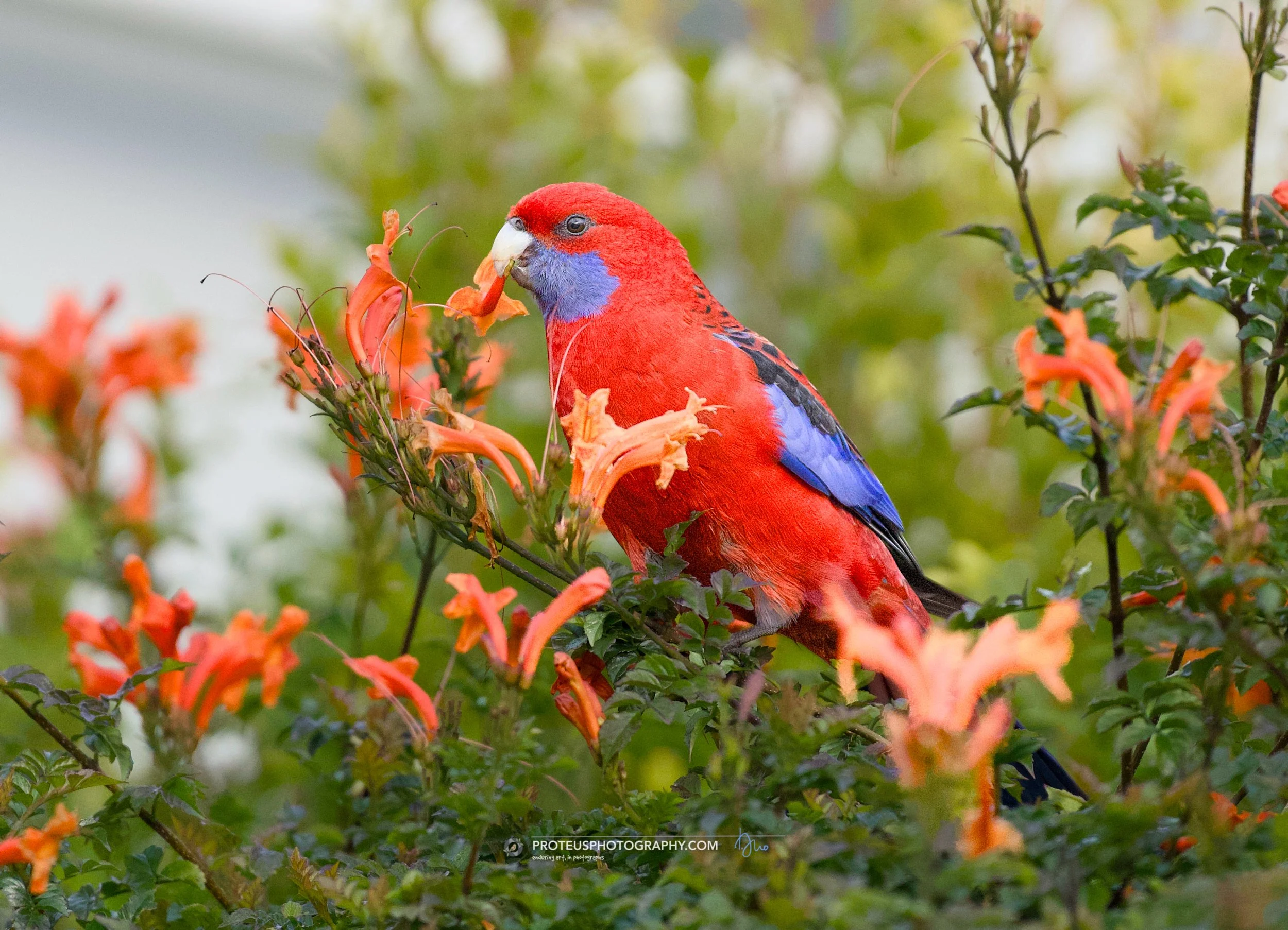 brunch, with the crimson rosella (platycercus elegans)