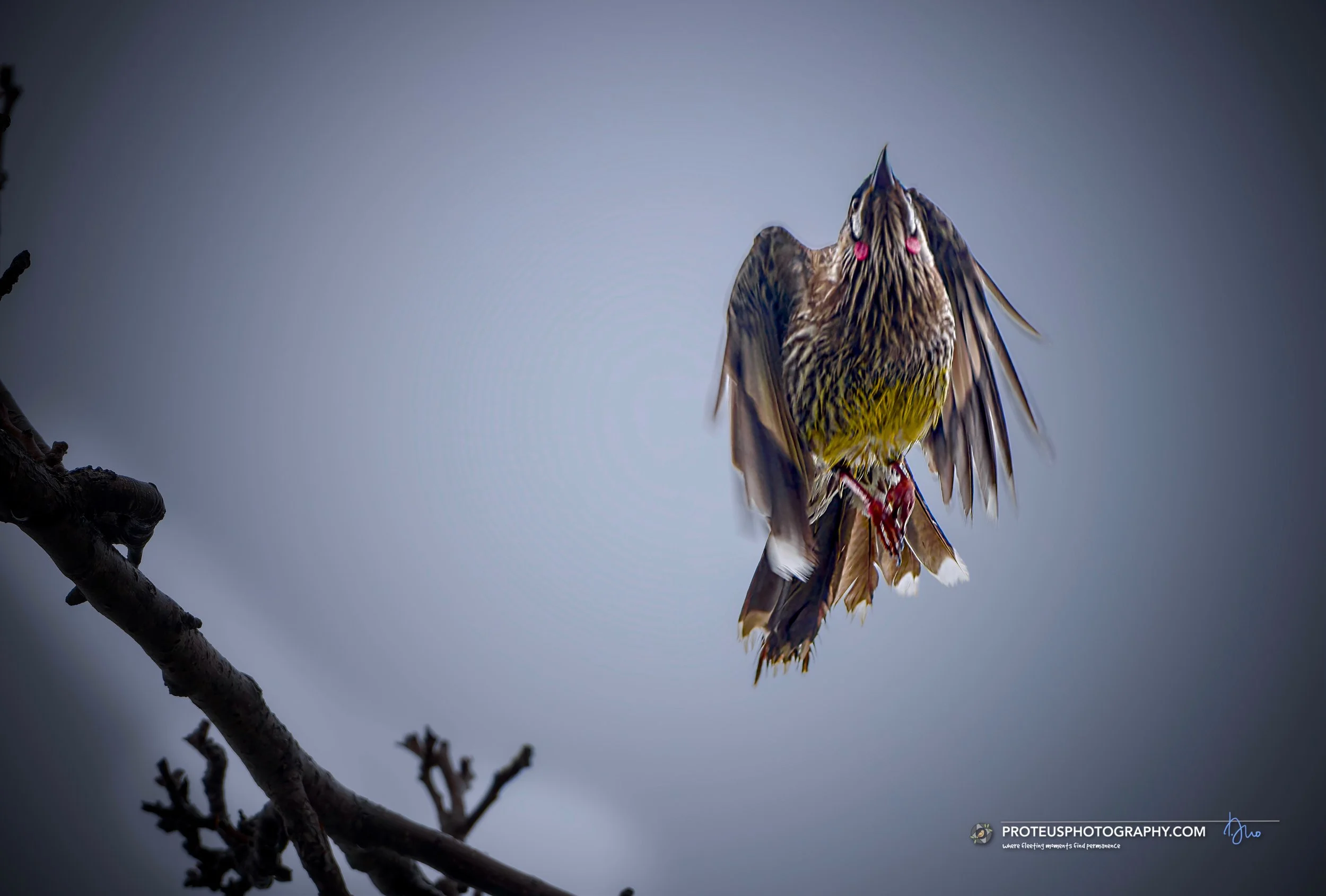 wattlebird in flight