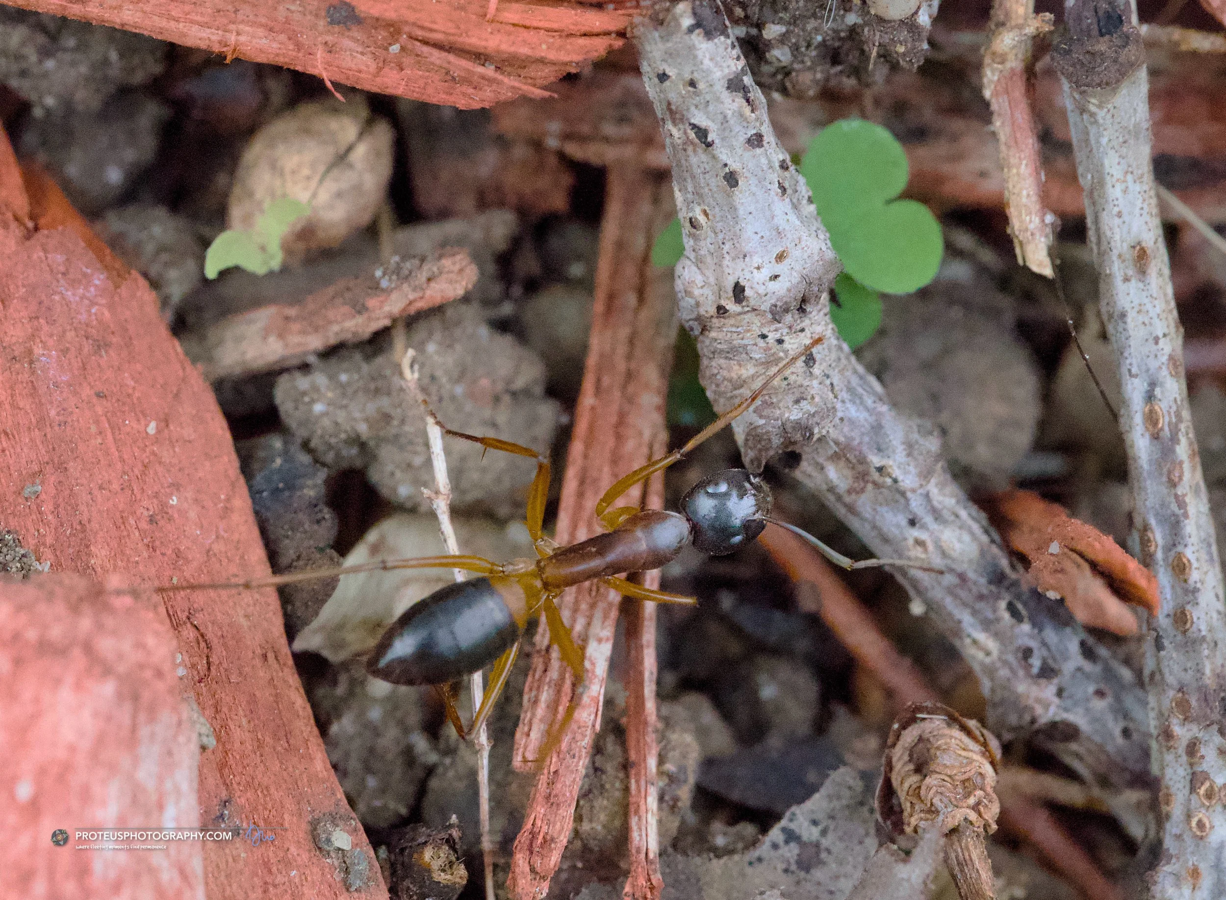 banded sugar ant (Camponotus consobrinus)