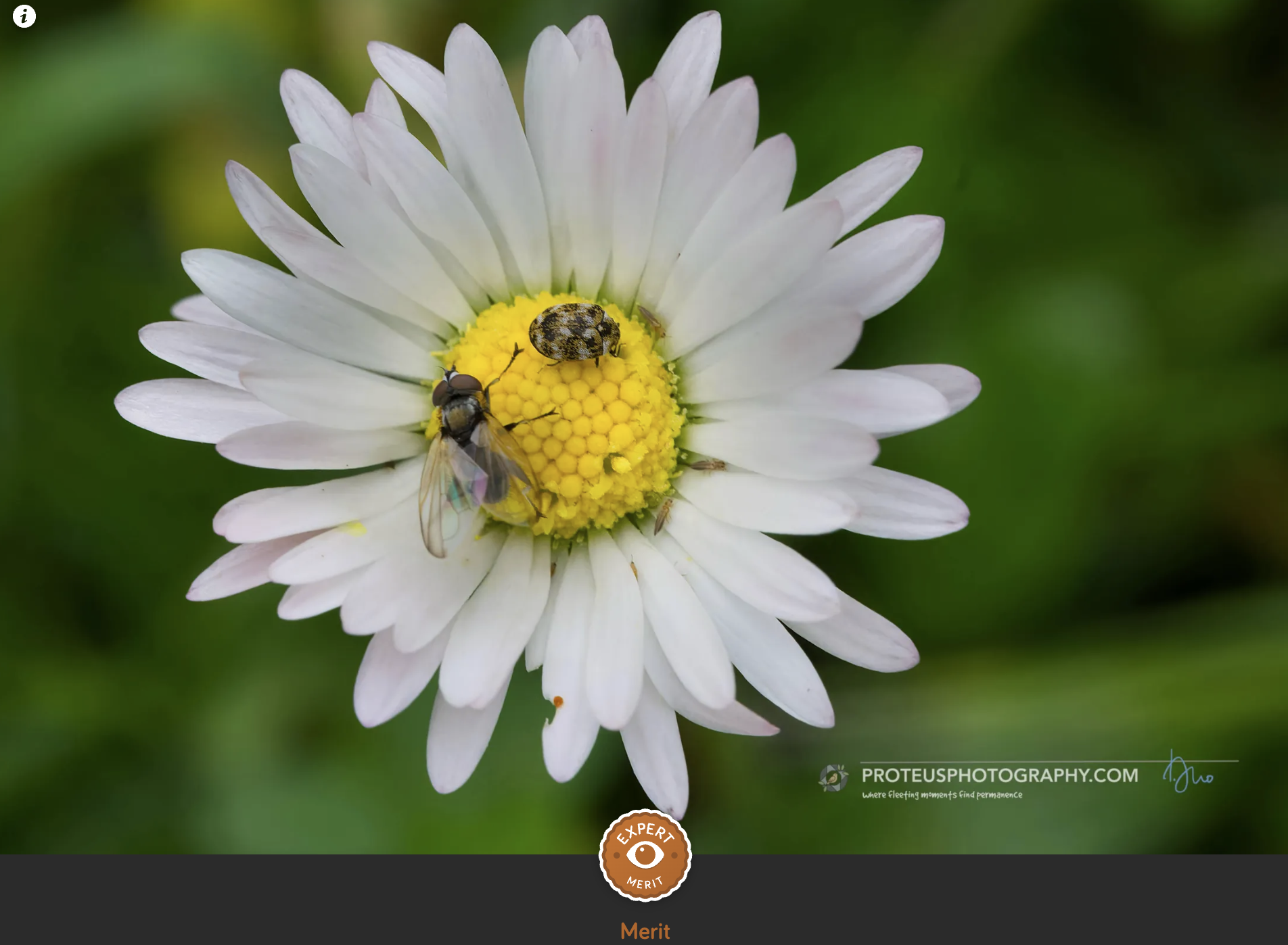 lots on a daisy