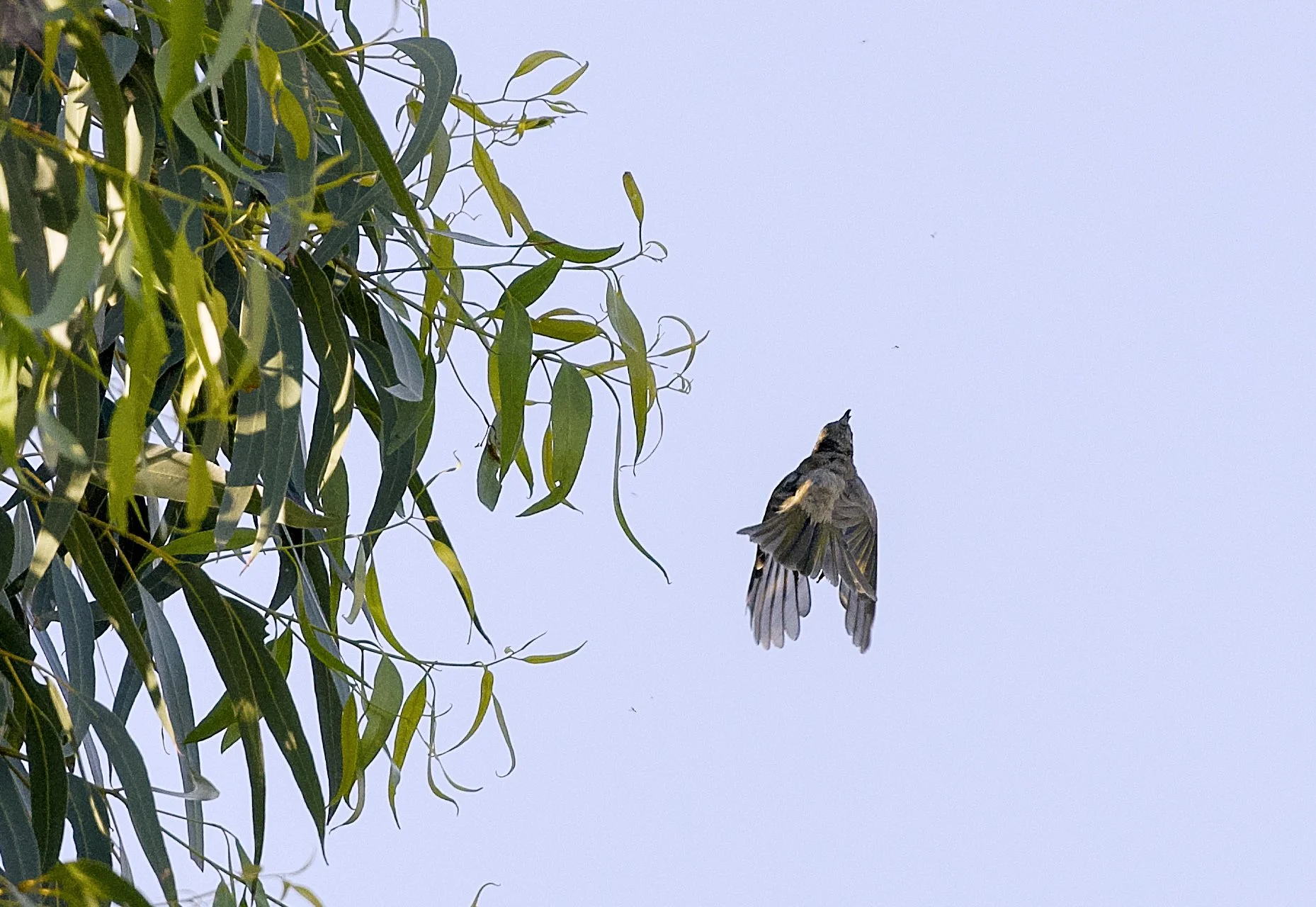 new holland honeyeater in flights