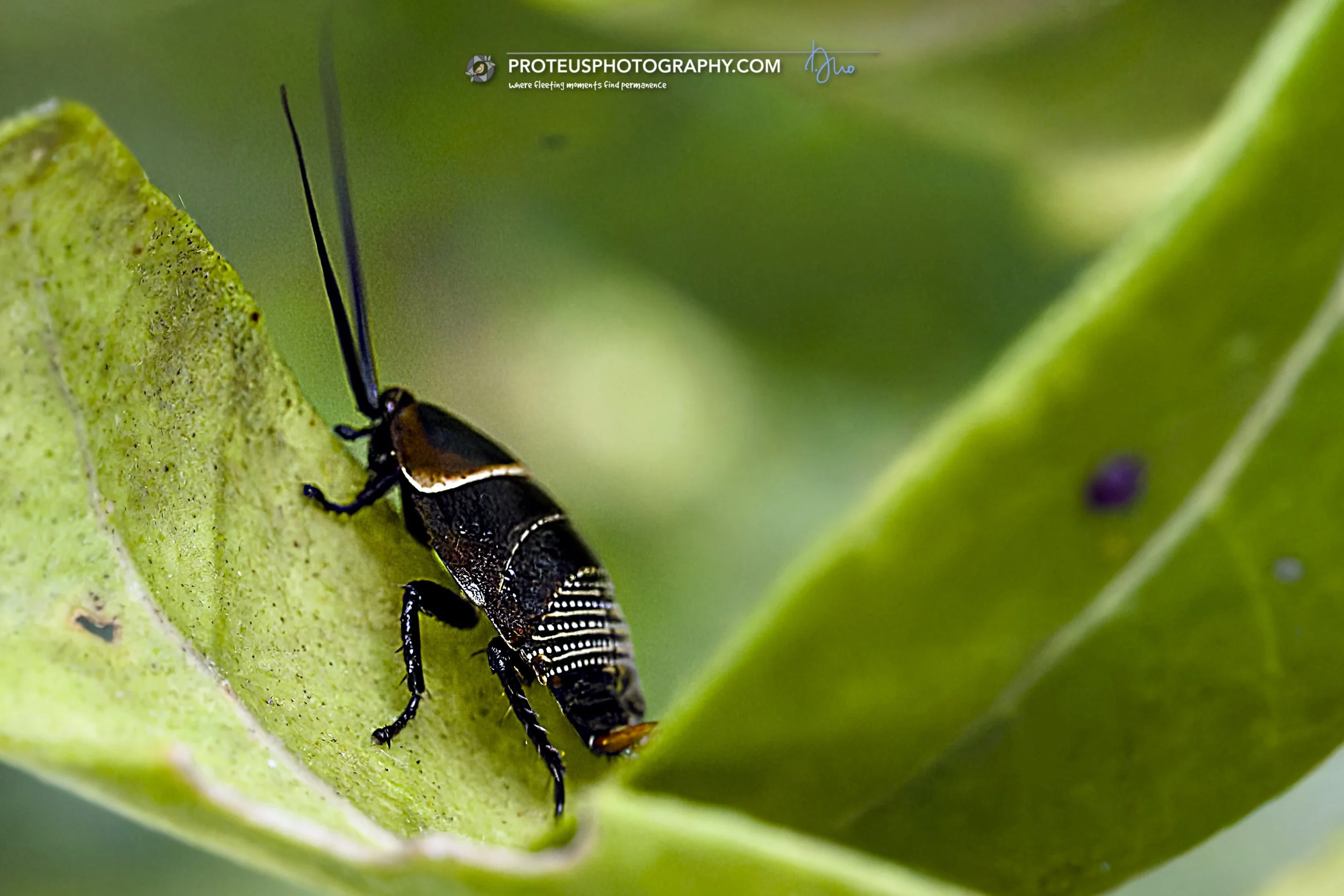 nymph (juvenile) of the Austral Ellipsidion cockroach (Ellipsidion australe)