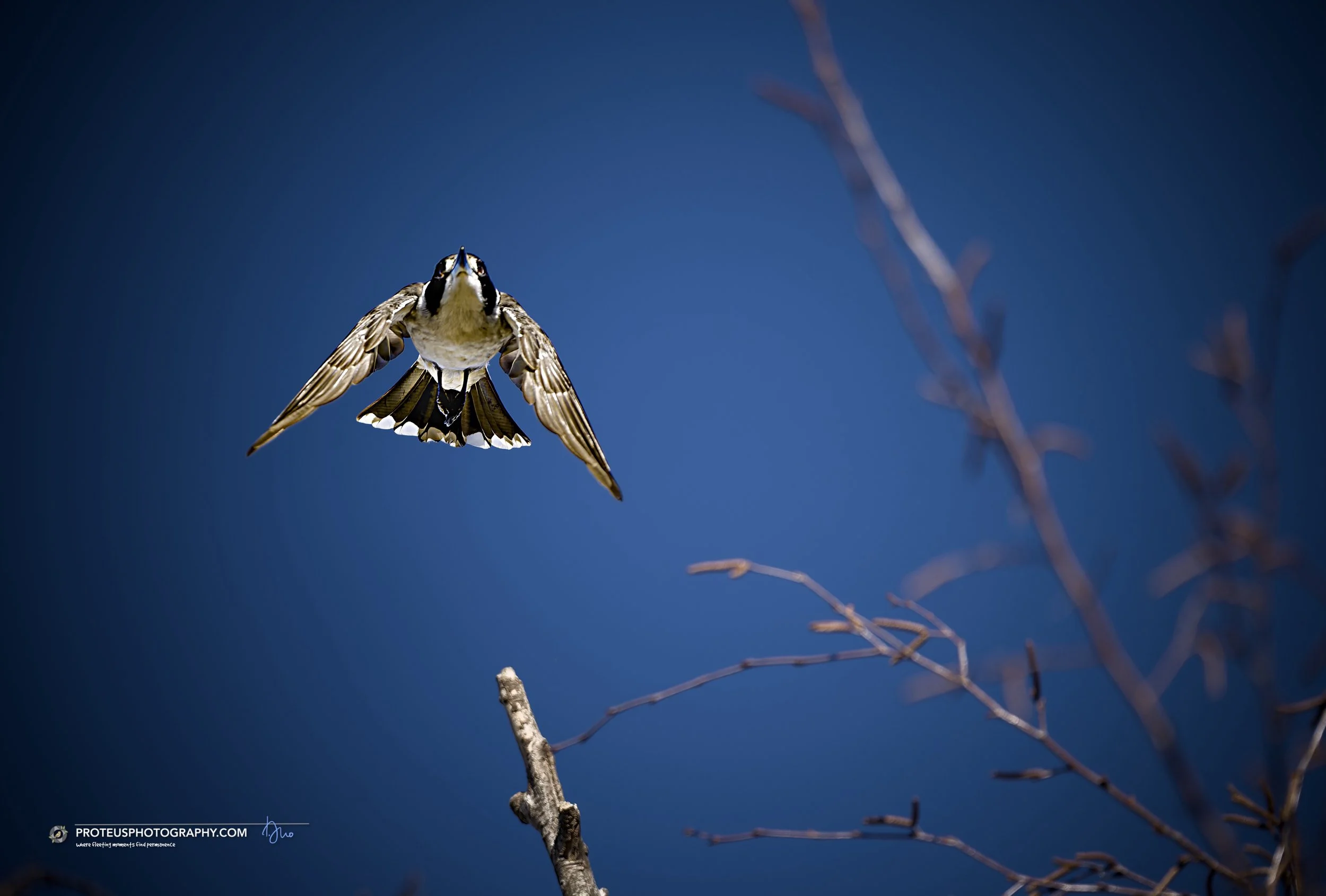 Grey Butcherbird (Cracticus torquatus)