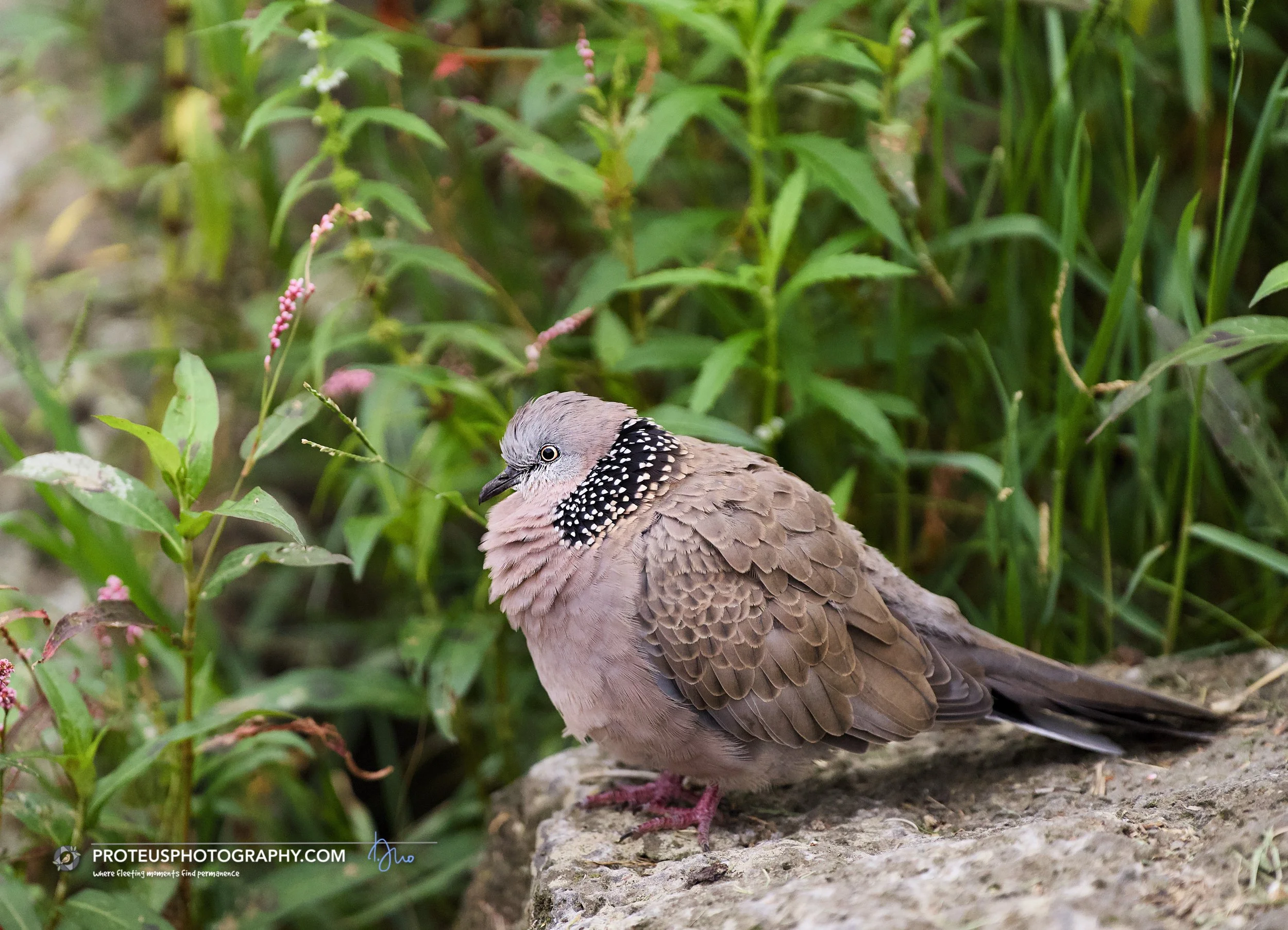 Spotted Dove (Spilopelia chinensis)