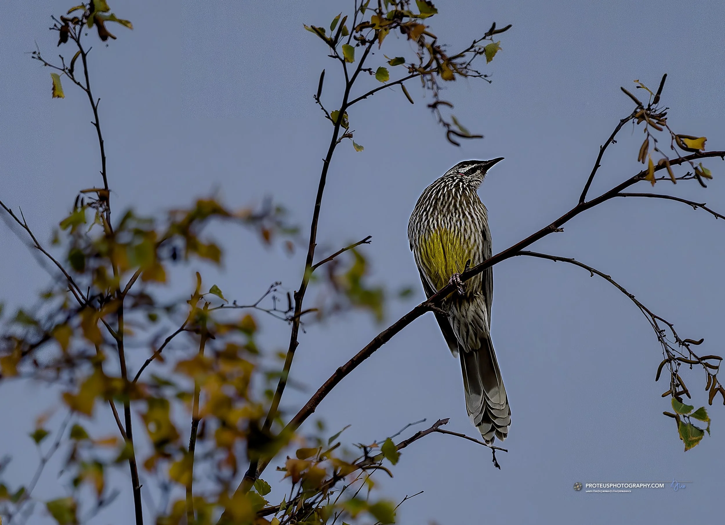 Red Wattlebird (Anthochaera carunculata) perched on a branch