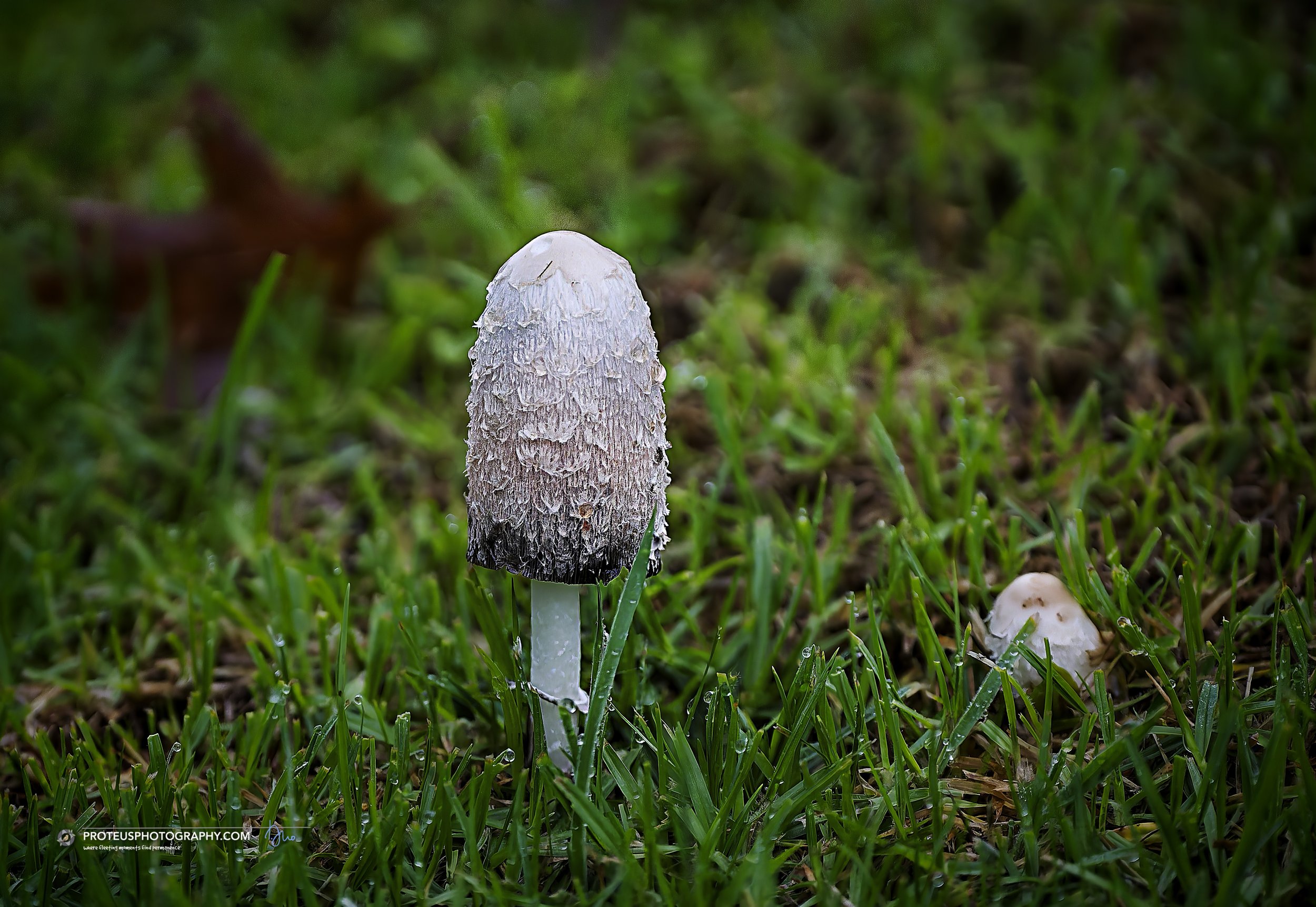 Shaggy Mane (Coprinus comatus)