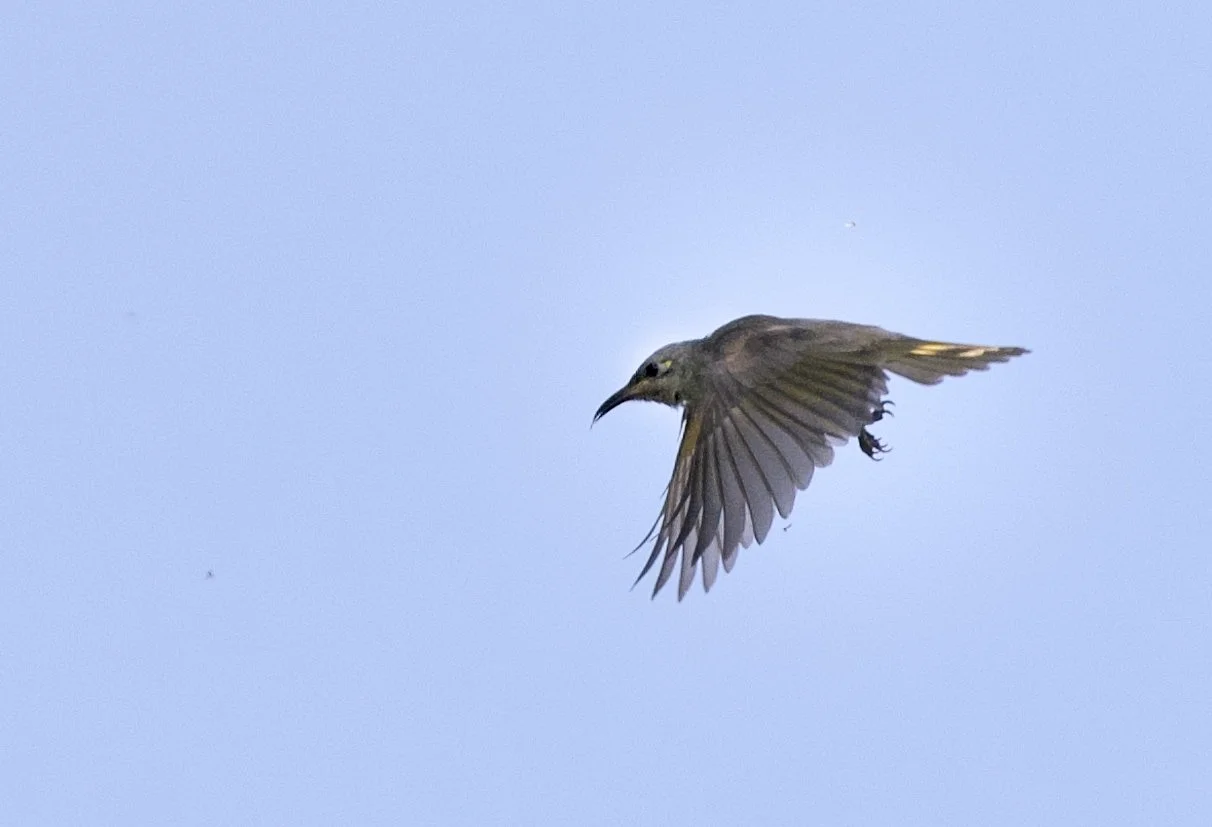new holland honeyeater in flights