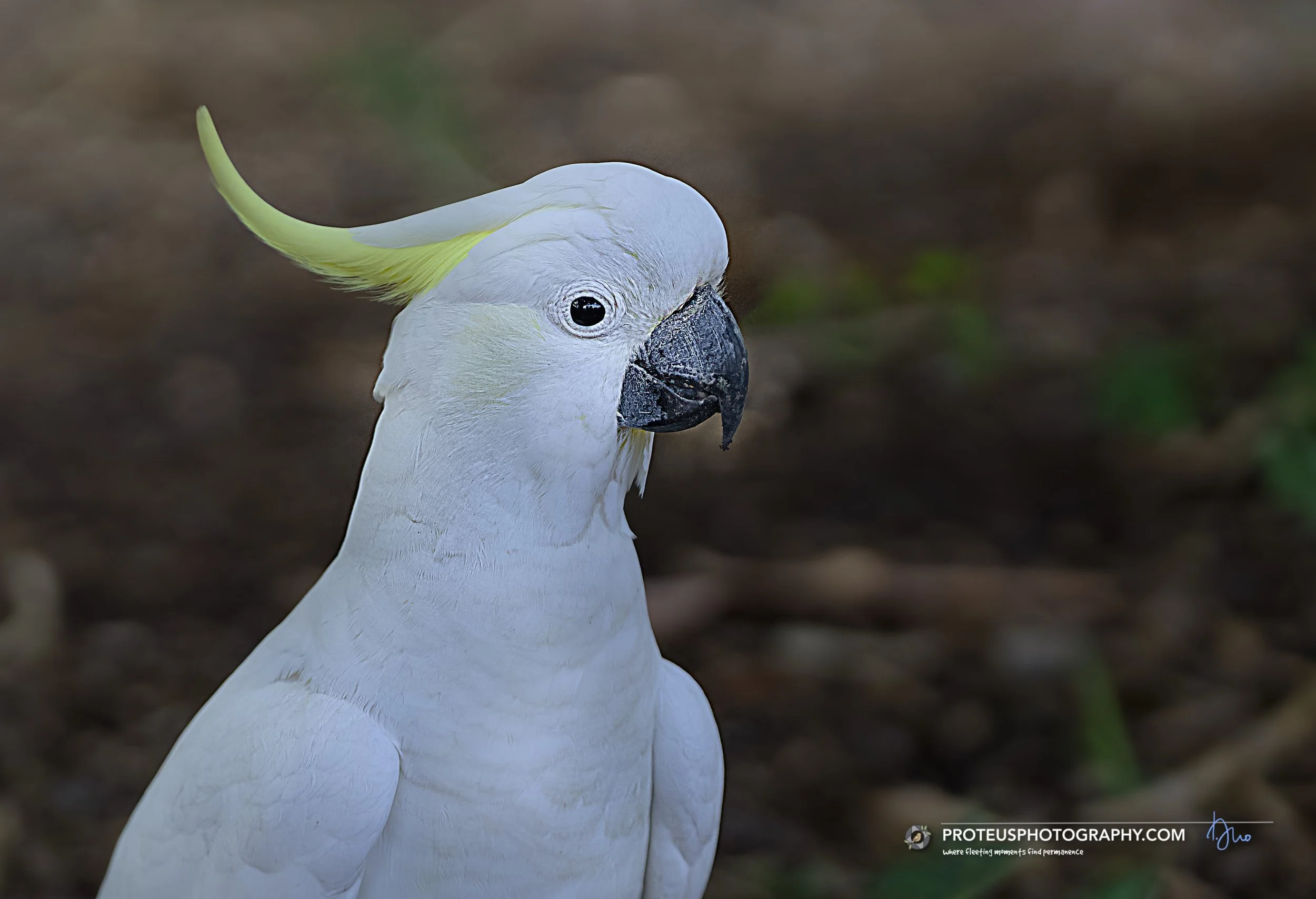 sitting pretty is a sulphur-crested cockatoo (cacatua galerita)