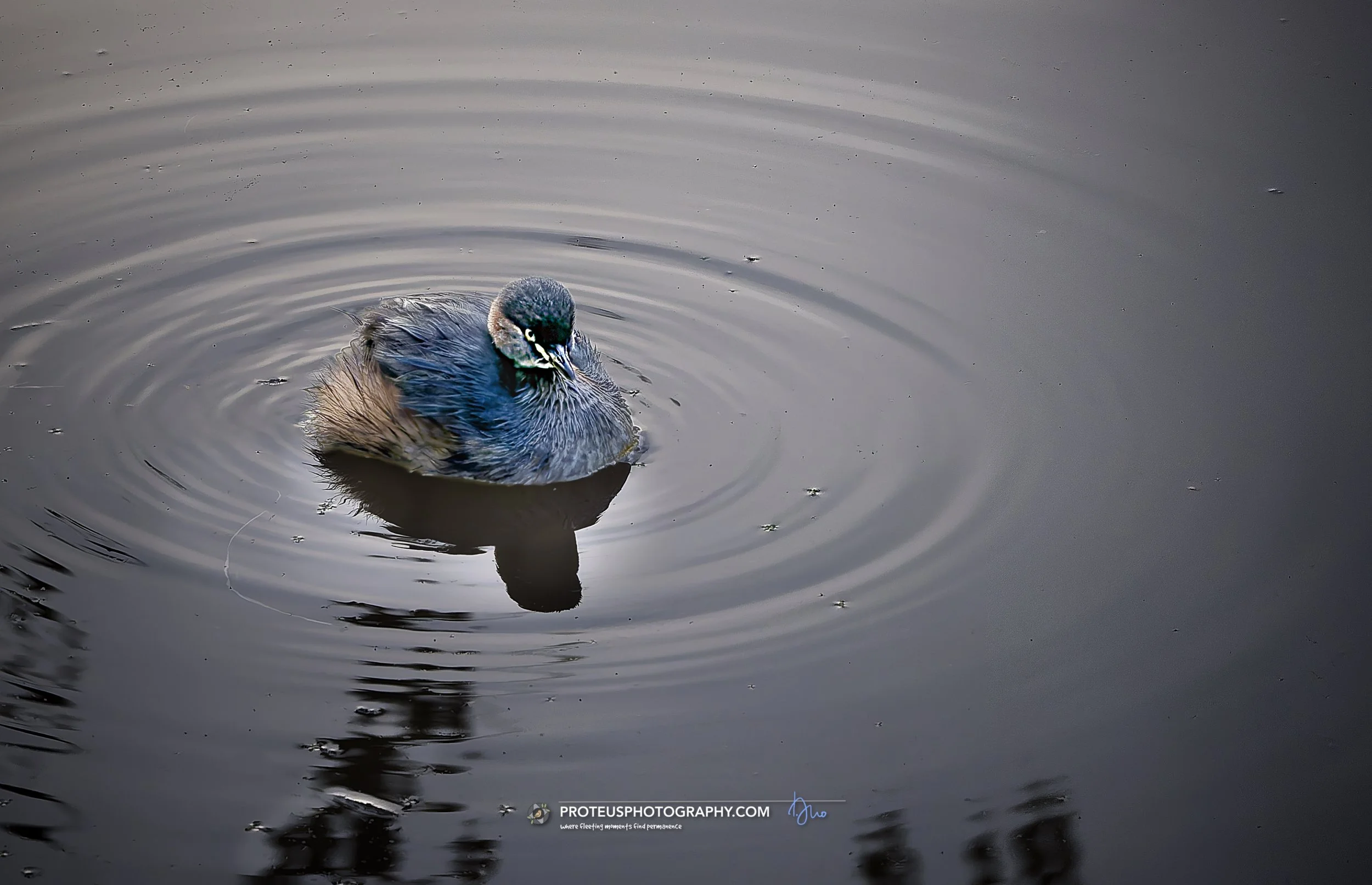Grebe (Tachybaptus novaehollandiae)