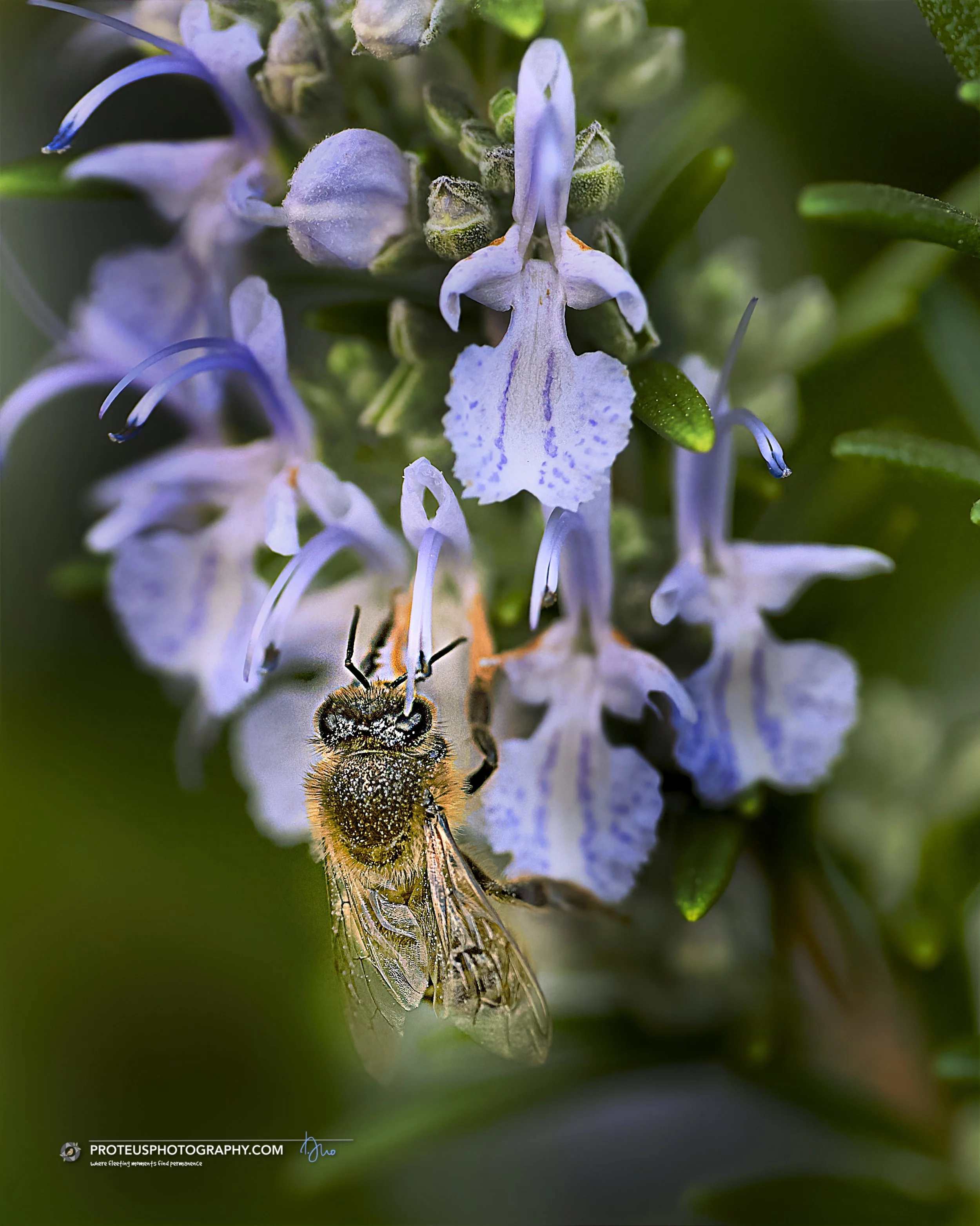 honey bee (apis mellifera)