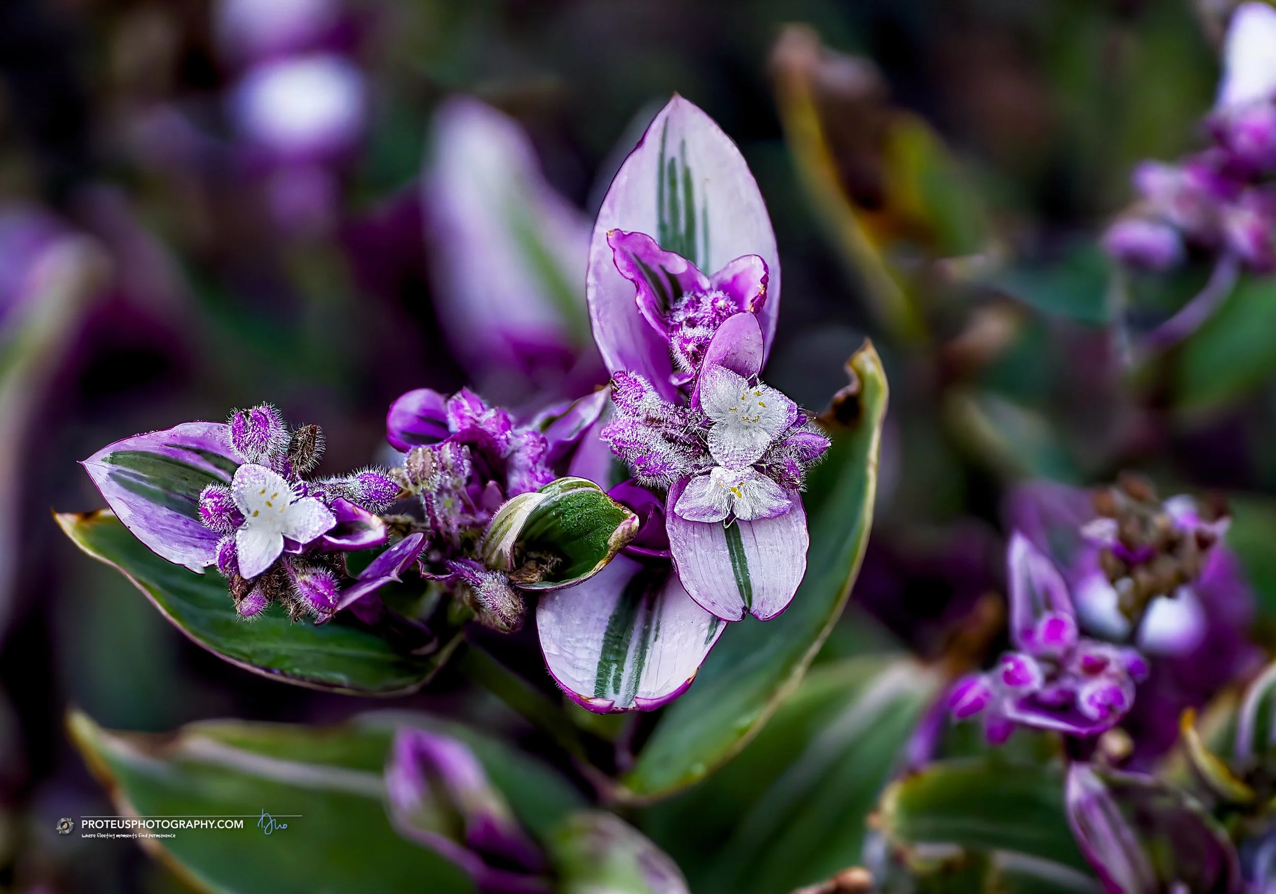 Fantasy Venice or Inch Plant (Tradescantia cerinthoides 'Nanouk')