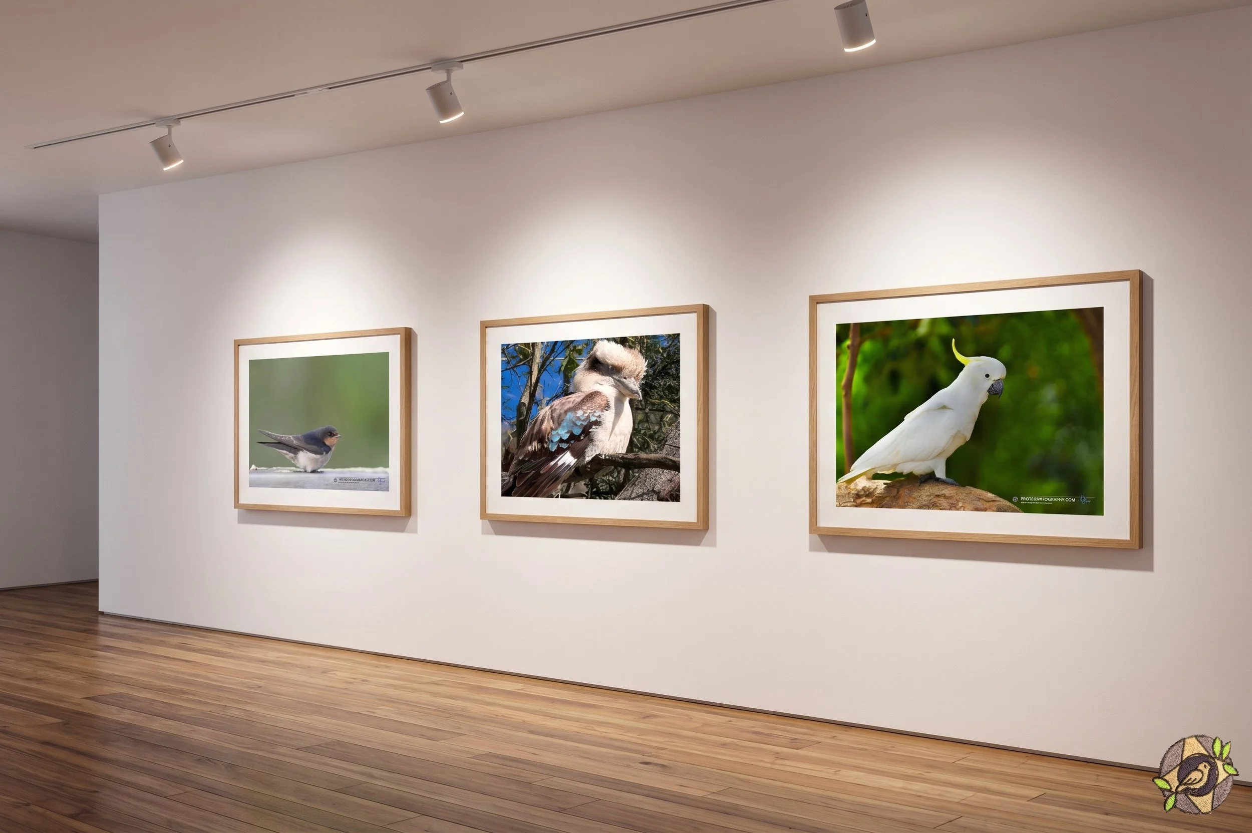 Photography exhibit featuring framed photos of birds on a white gallery wall, with hardwood floors and ceiling track lighting.