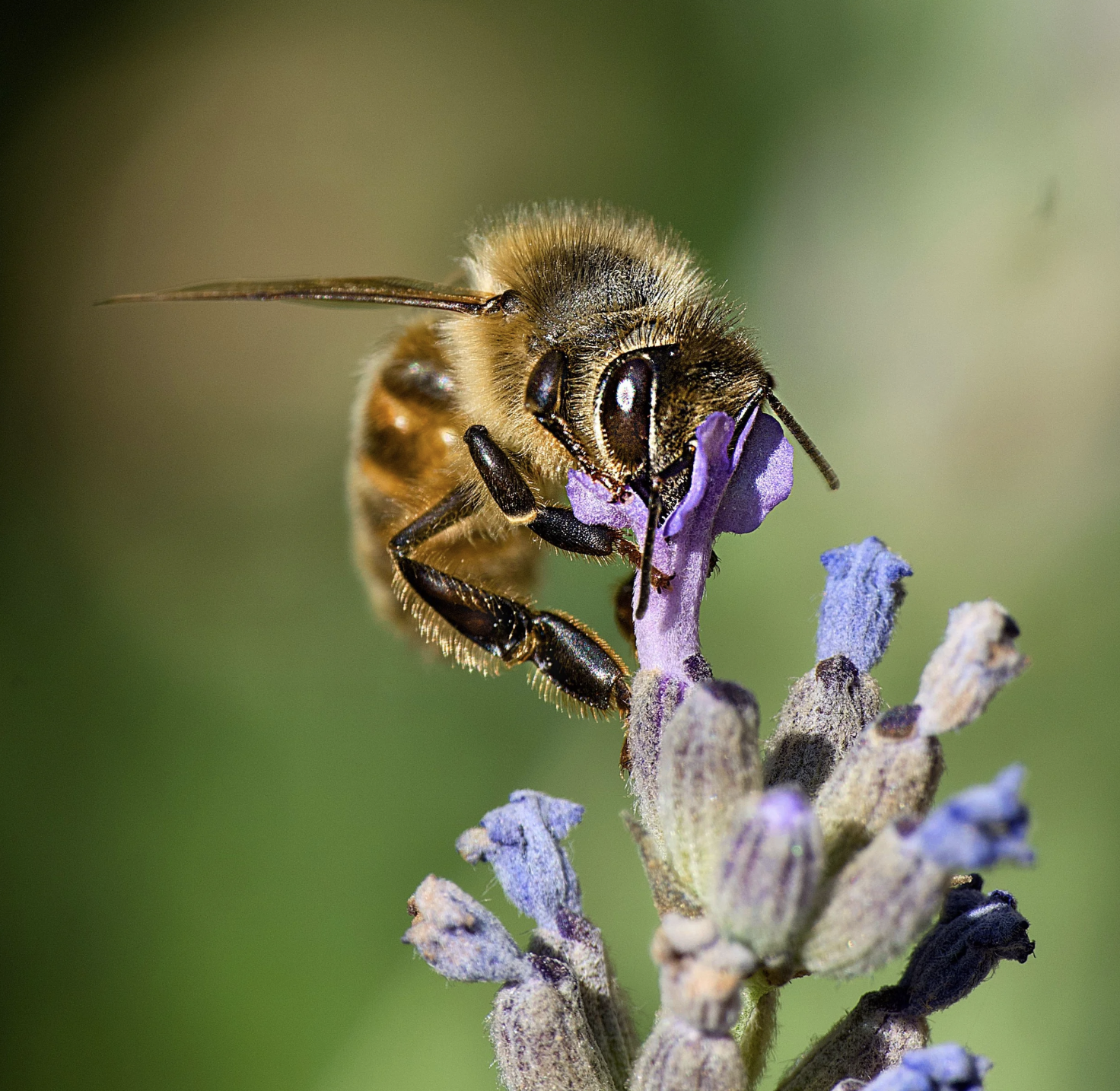 Photo-Macrography