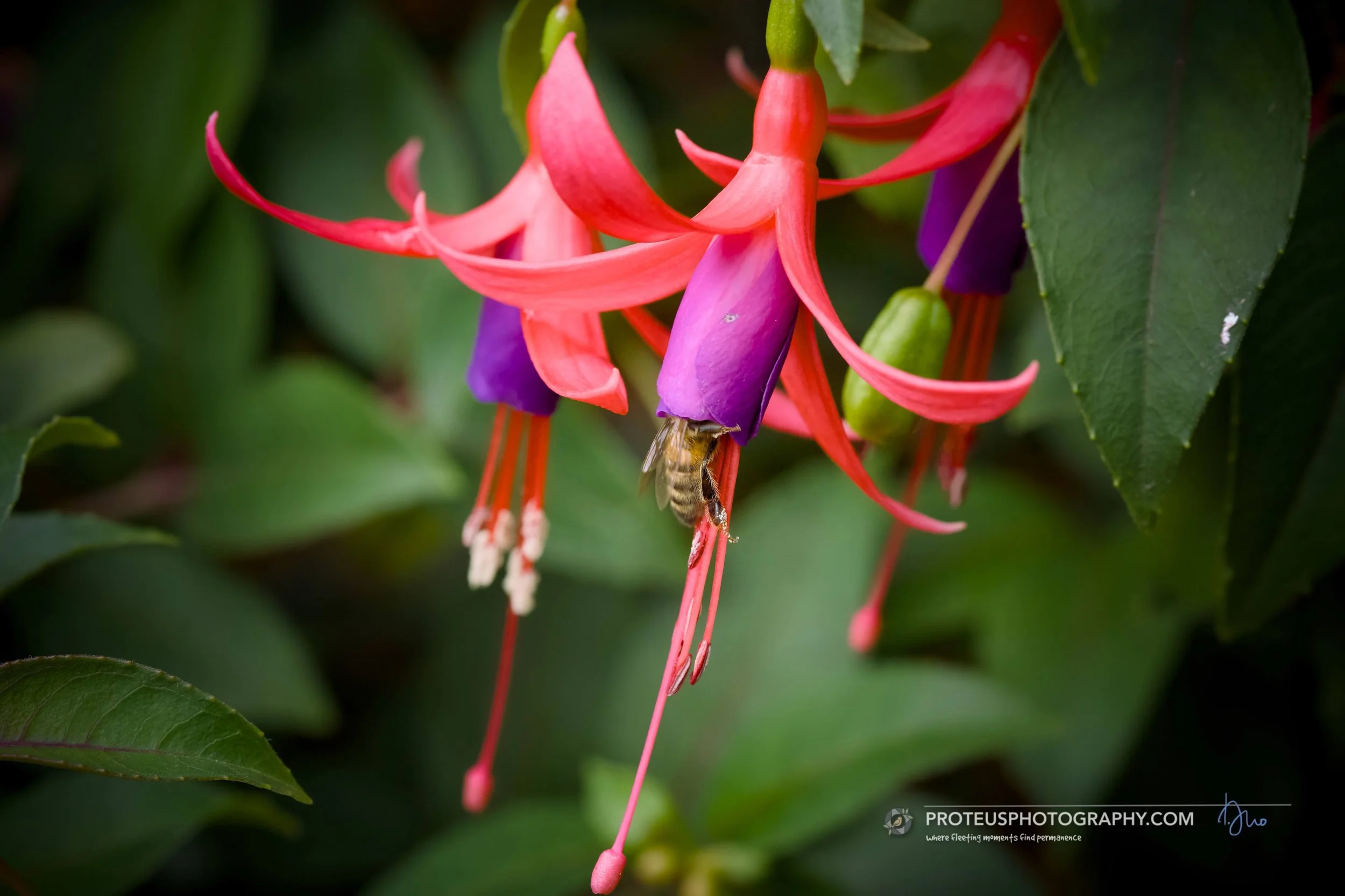 honey bee (apis mellifera) seeking food and refuge at the fuchsia 'ballerina pirouette' - dainty dancers in the garden—nature’s very own bell-shaped ballerinas.