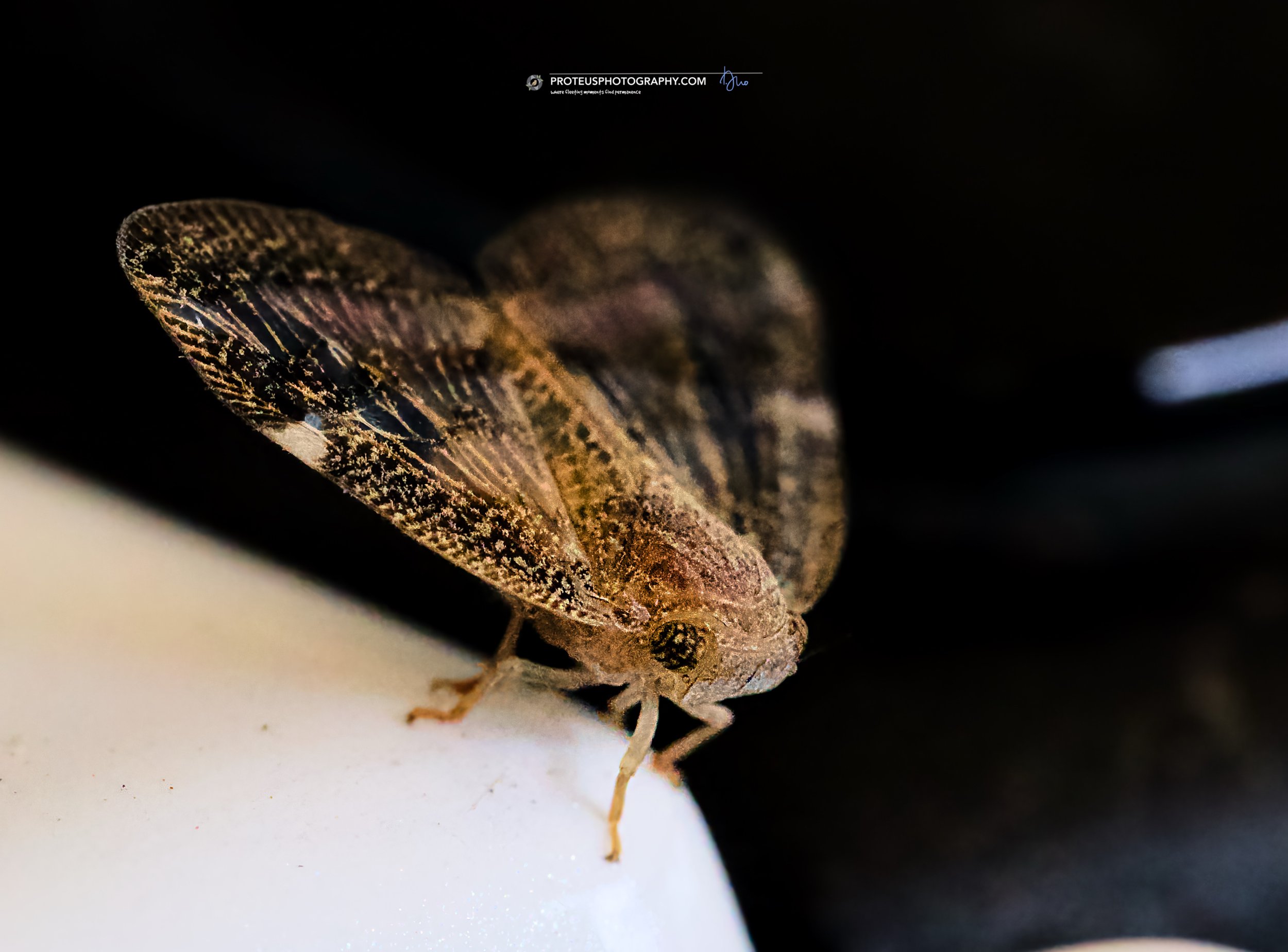 passionvine hopper (scolypopa australis).