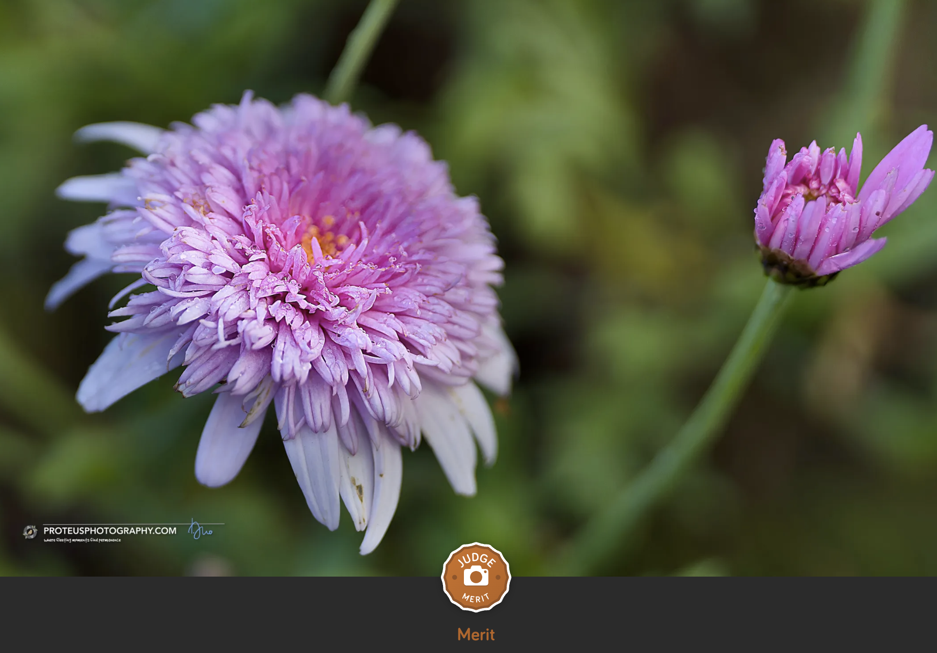 Wildflower