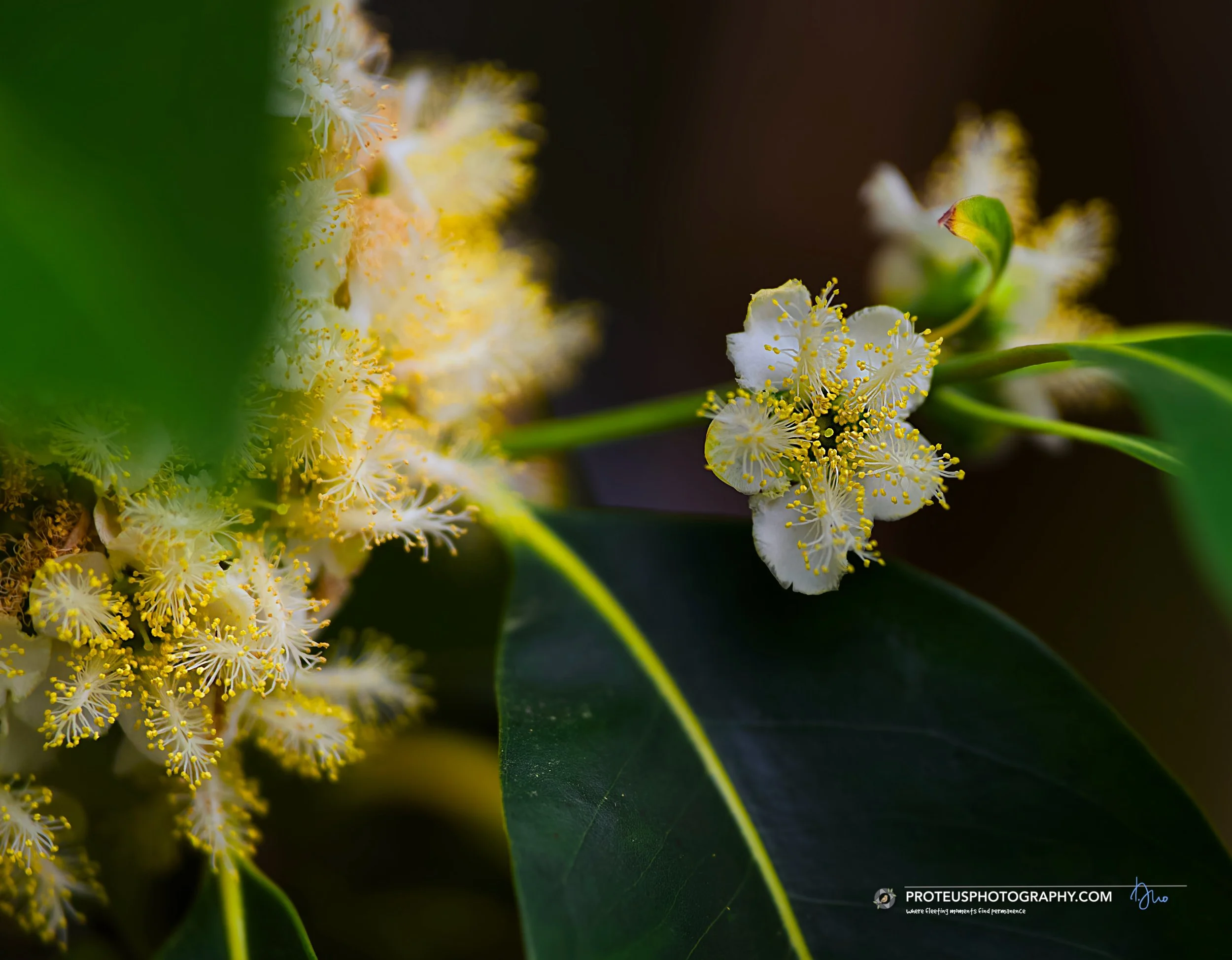 brush box or queensland box (lophostemon confertus)