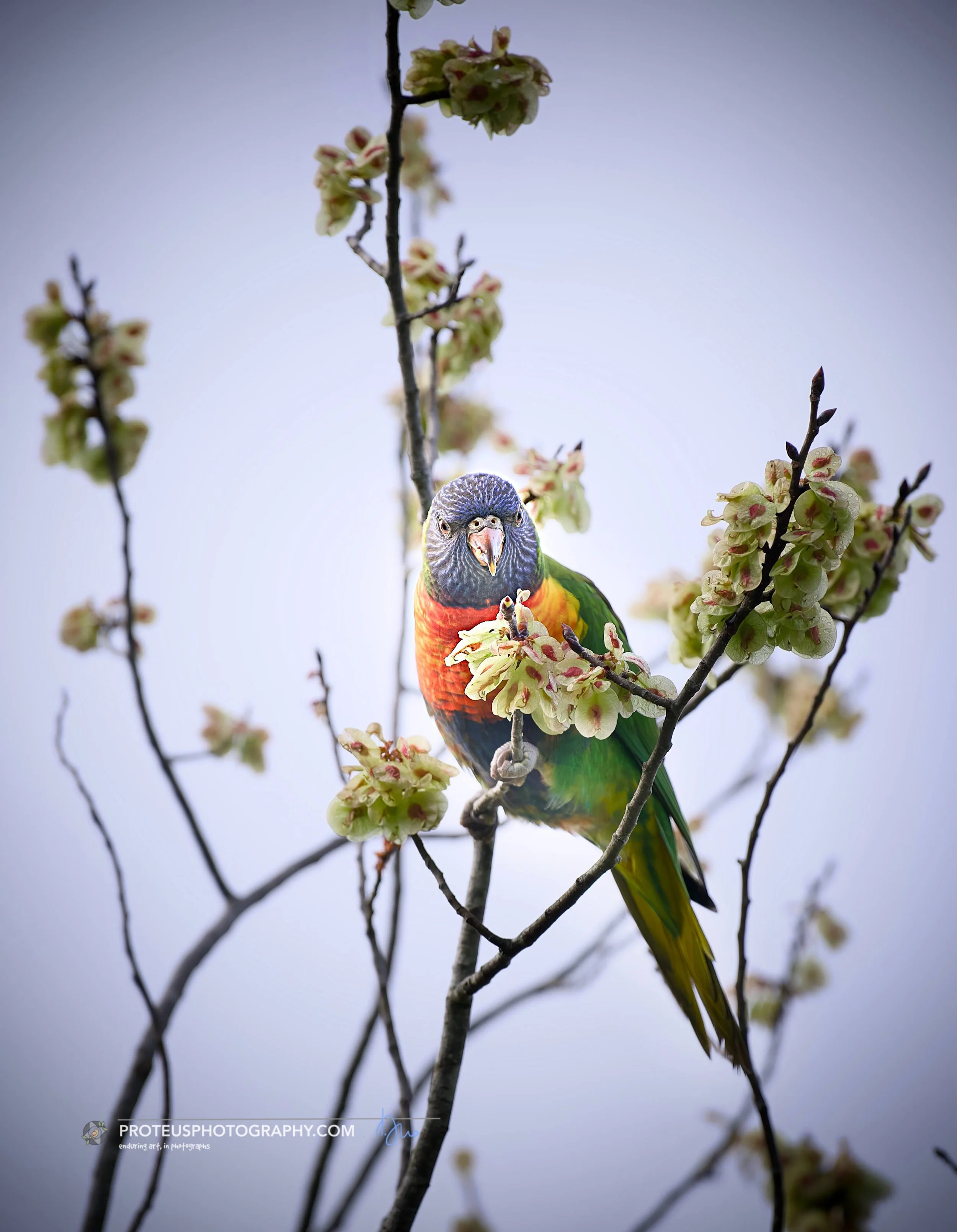 Colorful rainbow lorikeet