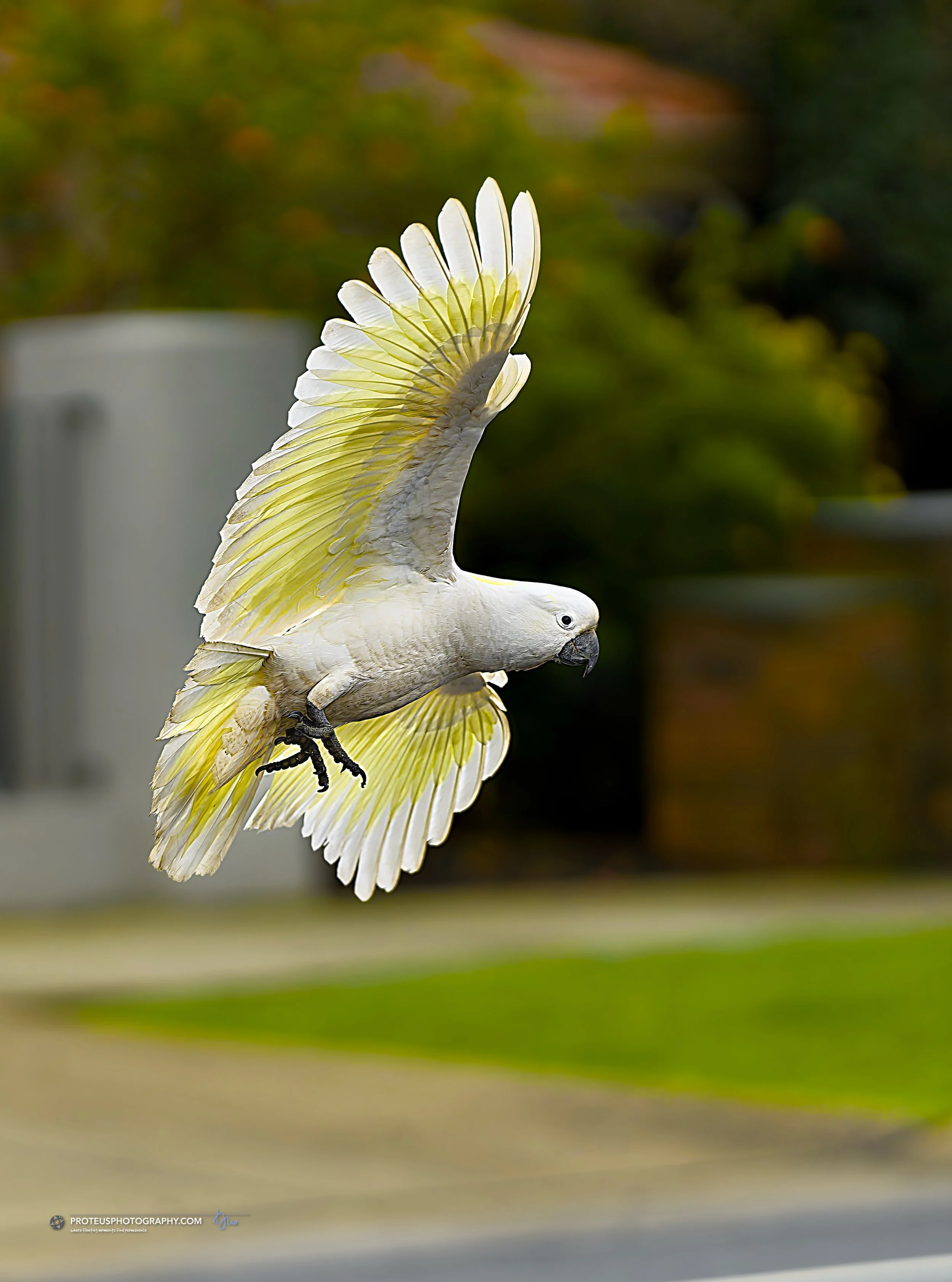 cockatoo in flight