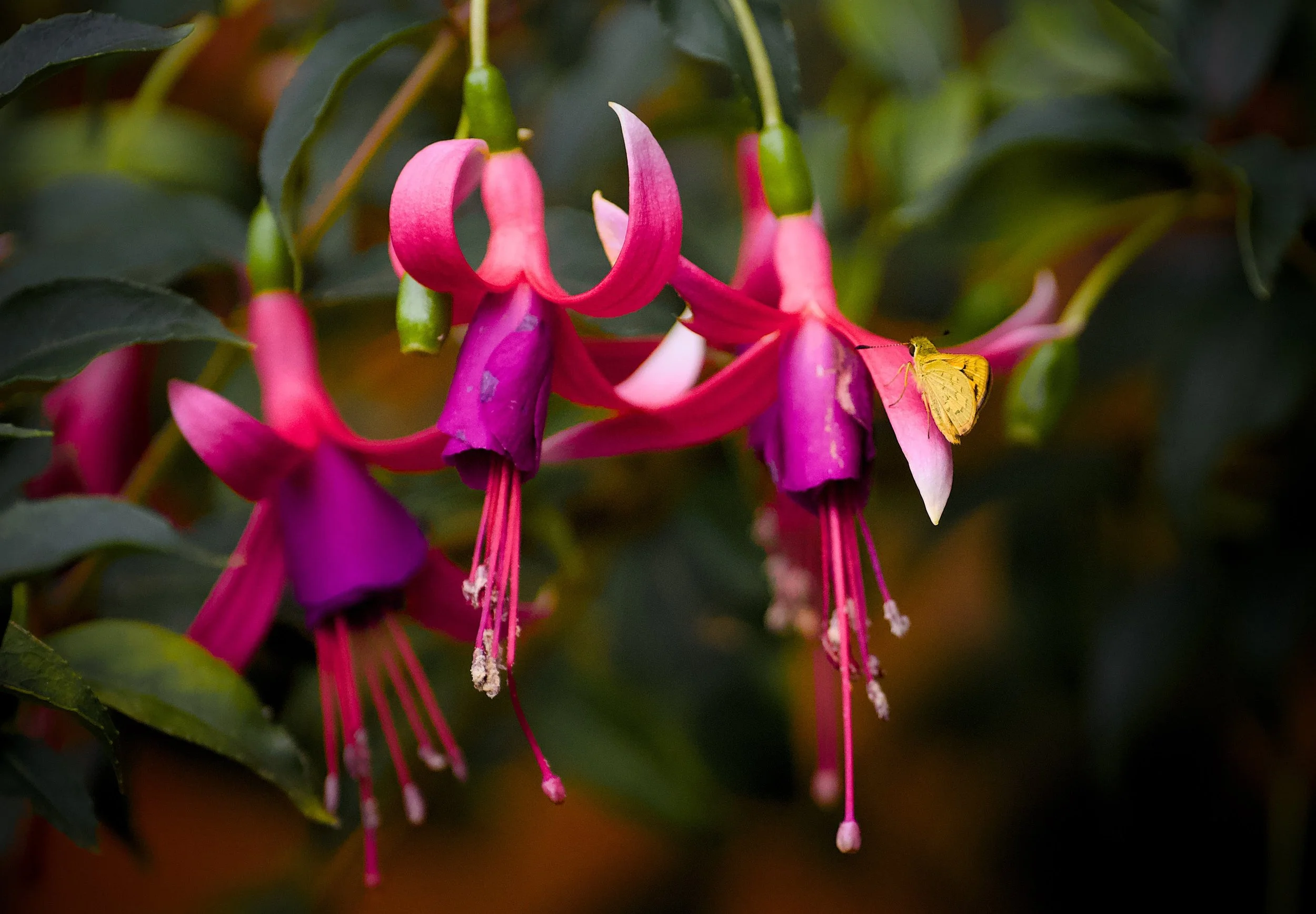 Pale Palm-Dart (Telicota colon) on fuchsia 'ballerina pirouette' 