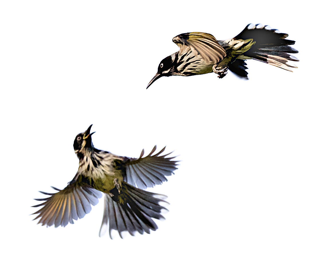 Two birds flying against a black background, with one bird shown from the side and the other from underneath.