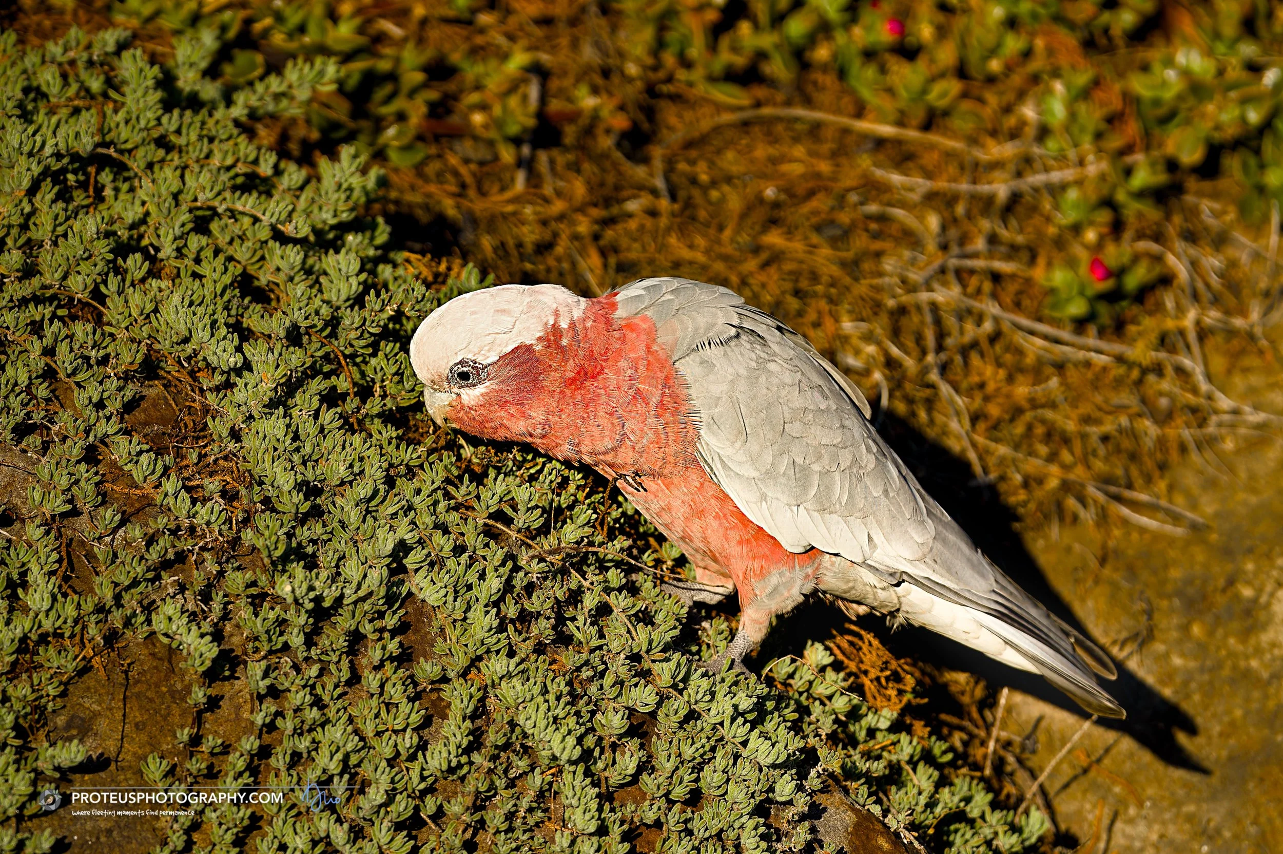 Galahs (Eolophus roseicapilla), also known as pink-and-grey cockatoos,