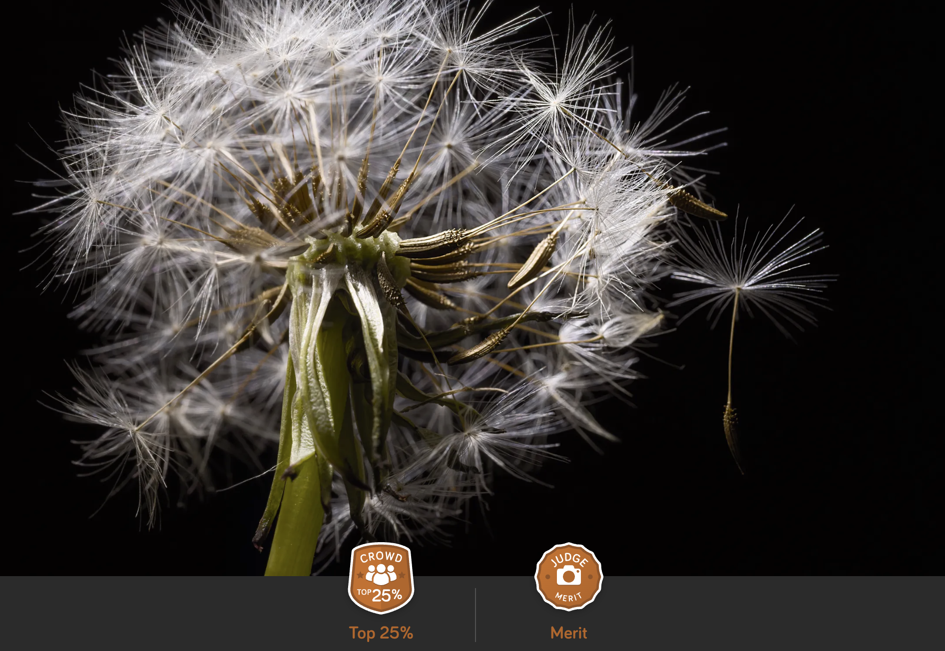 dandelion