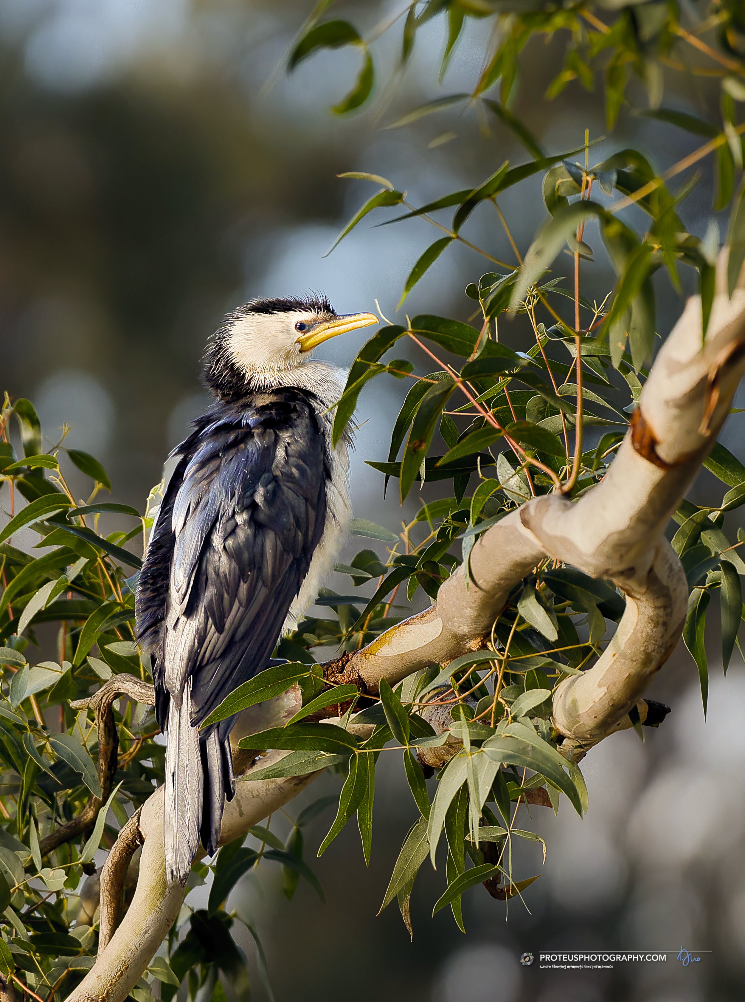 pied cormorant