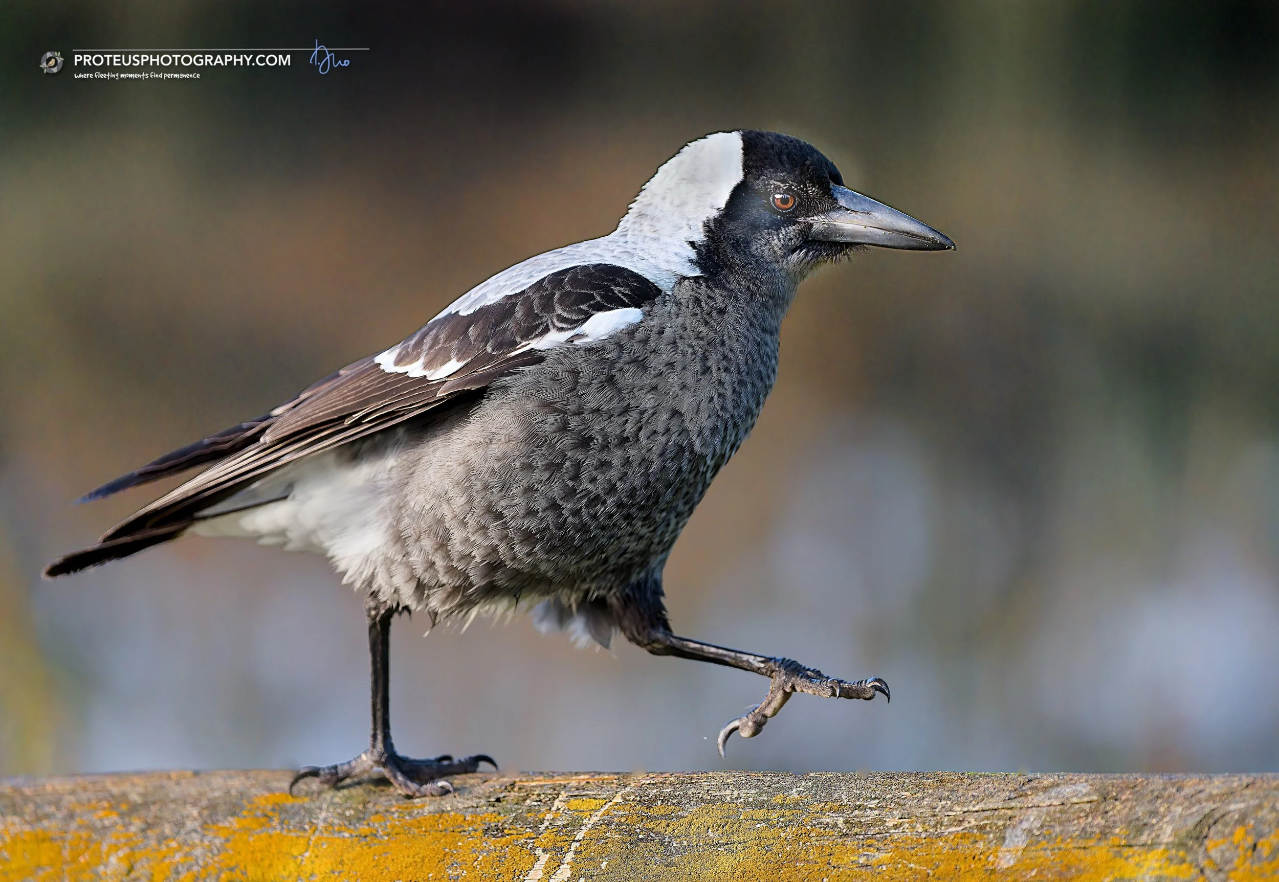 magpie (gymnorhina tibicen)